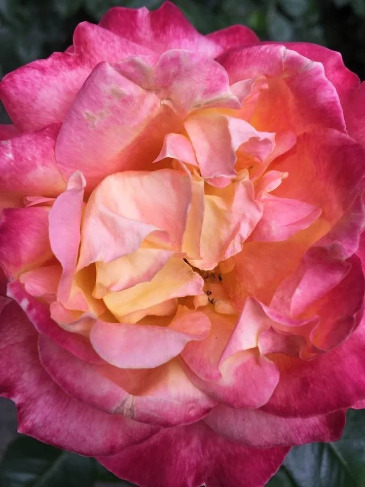 Magnolia Yoga and Healing Arts