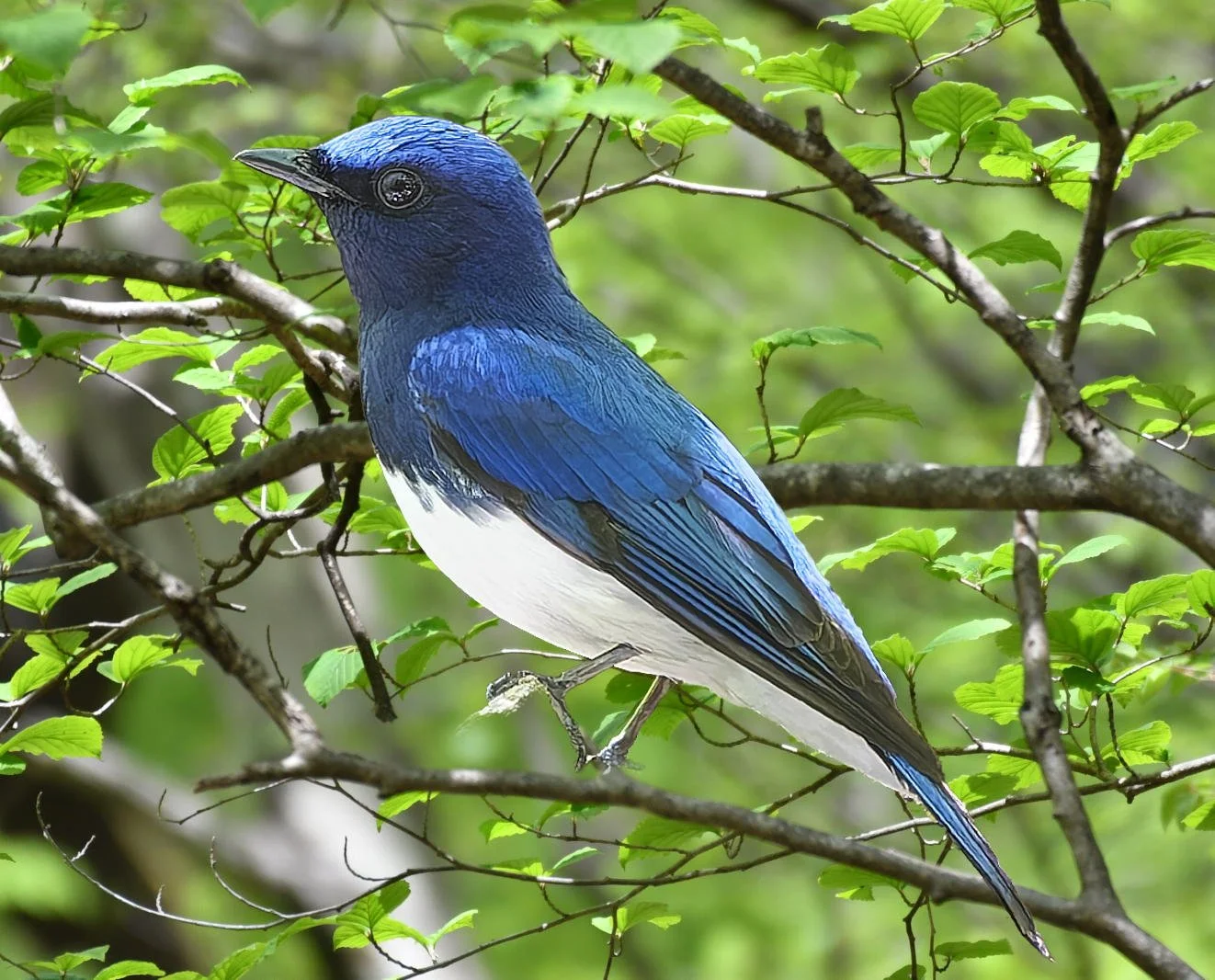 (連載)栃木県の野鳥たち