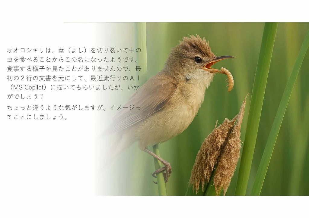 栃木県の野鳥たち 第８回案 内容 _ＡＬＬ_0004_0001.jpg