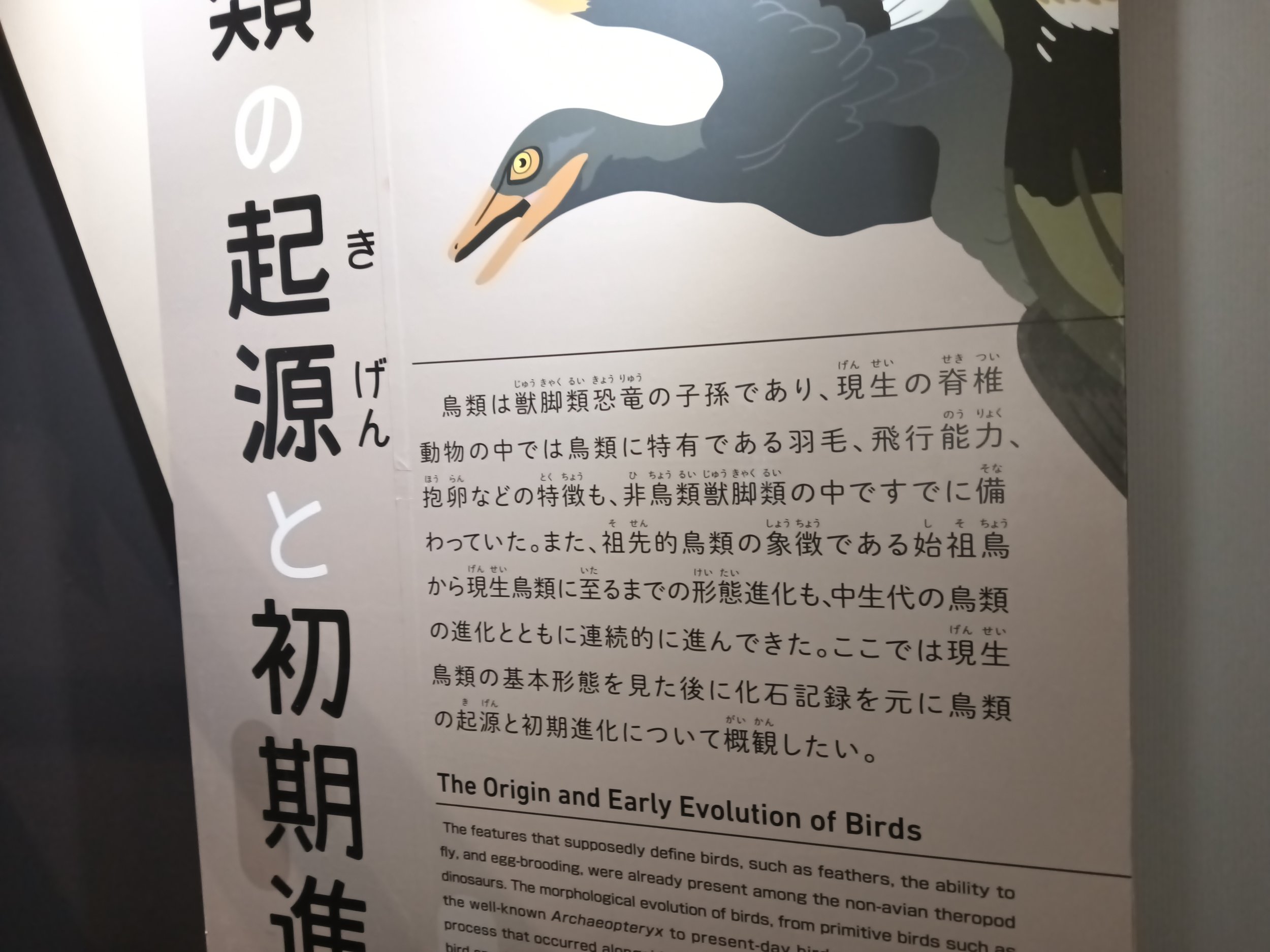 鳥と空想に遊ぶ(1)：大阪市立自然博物館「鳥」特別展
