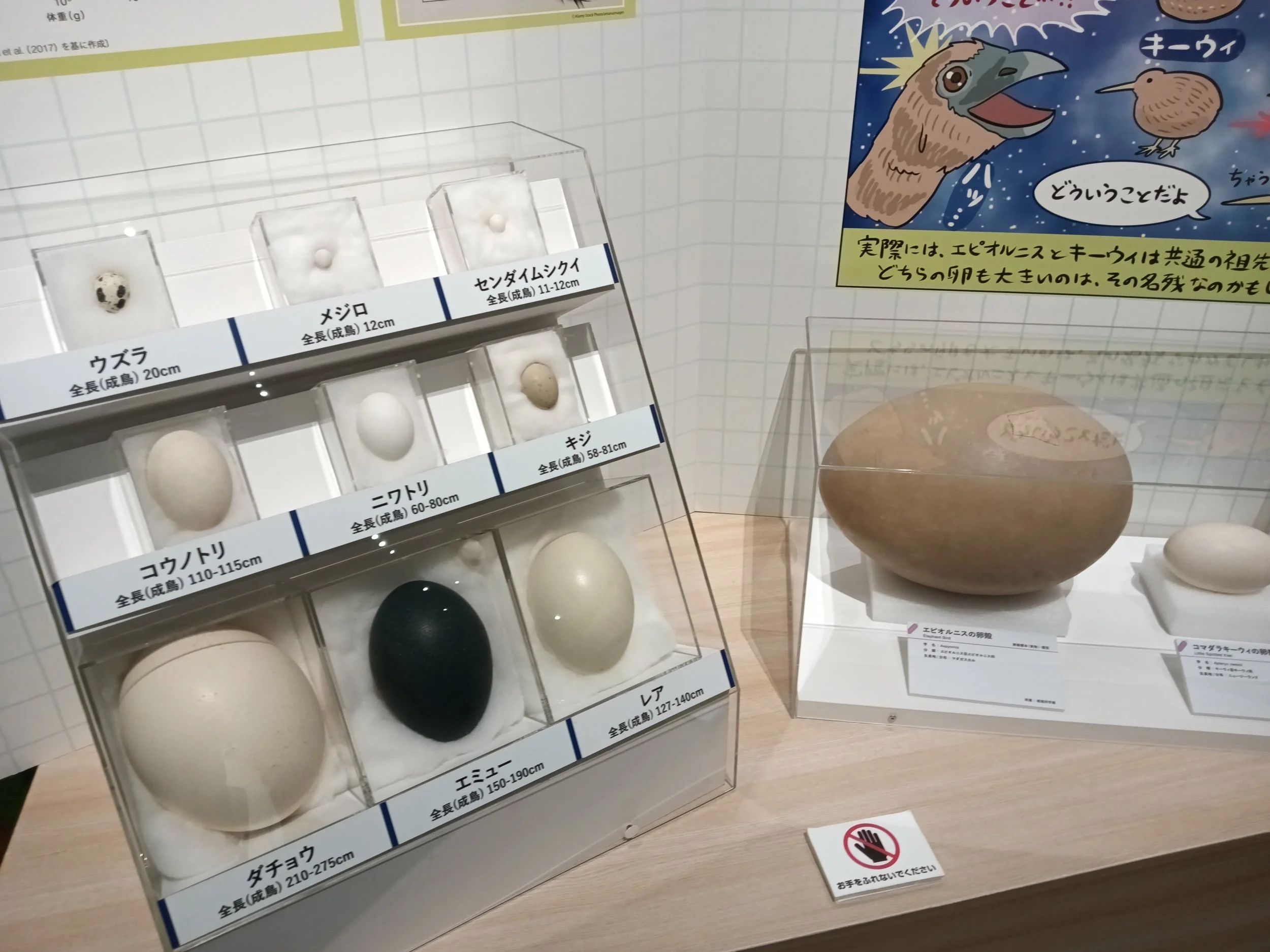 鳥と空想に遊ぶ(2)：大阪市立自然博物館「鳥」特別展