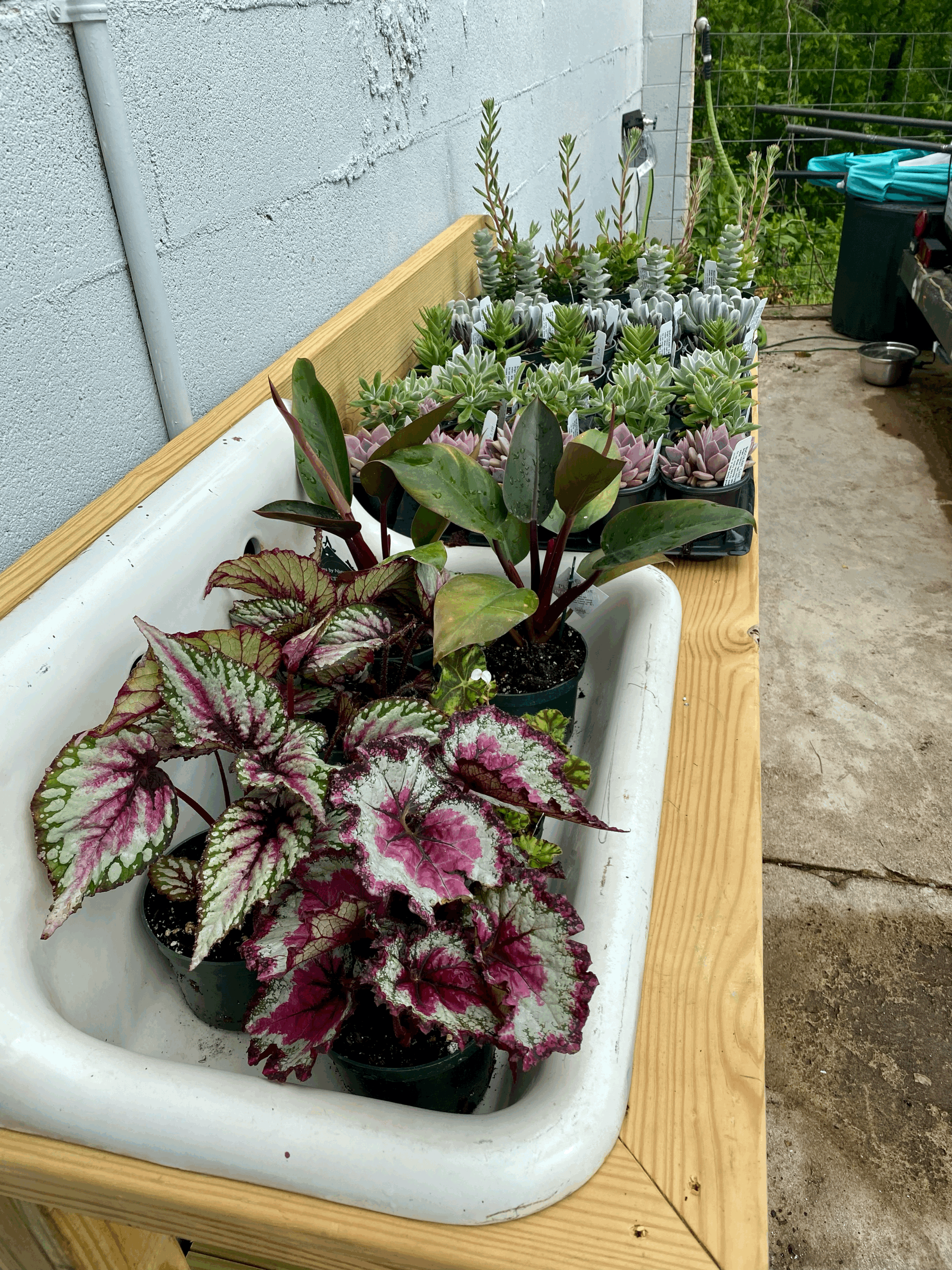 Mother May I have another plant?