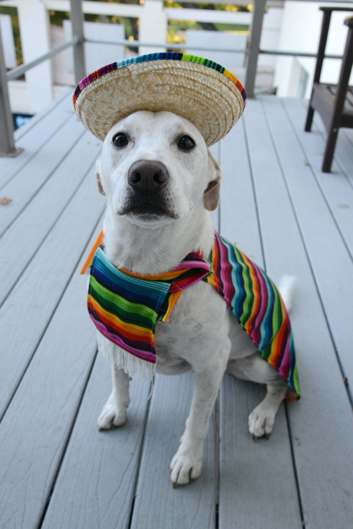 Happy Cinco De Mayo!