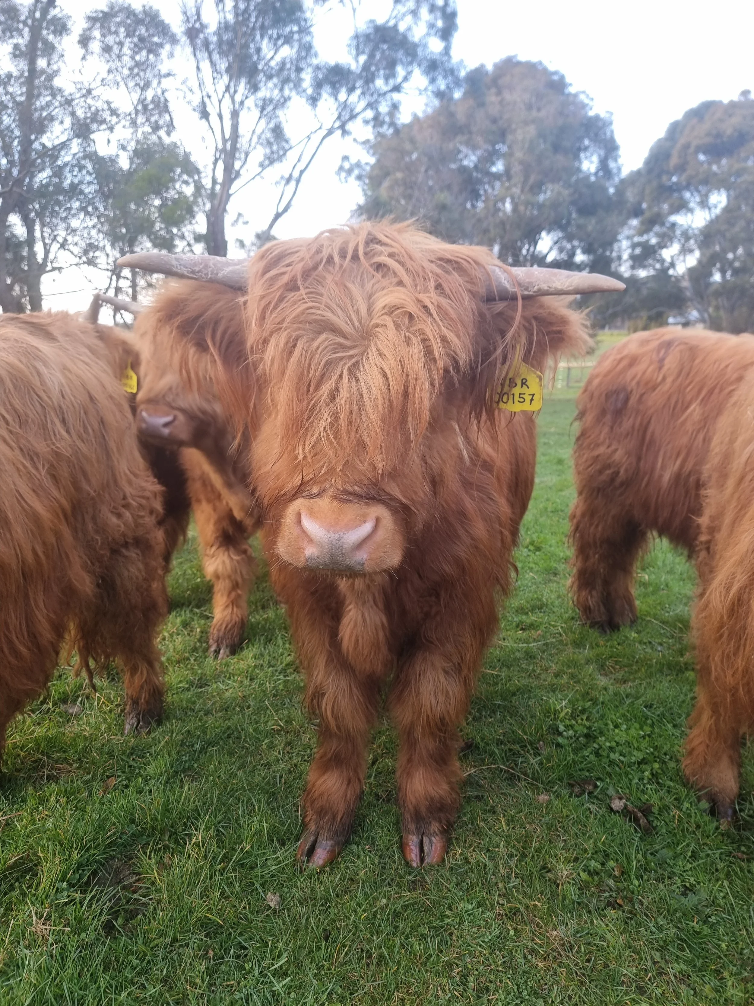 A Highland cow with long, shaggy reddish-brown fur, large horns, and a beard, standing on green grass, with other similar cows in the background.