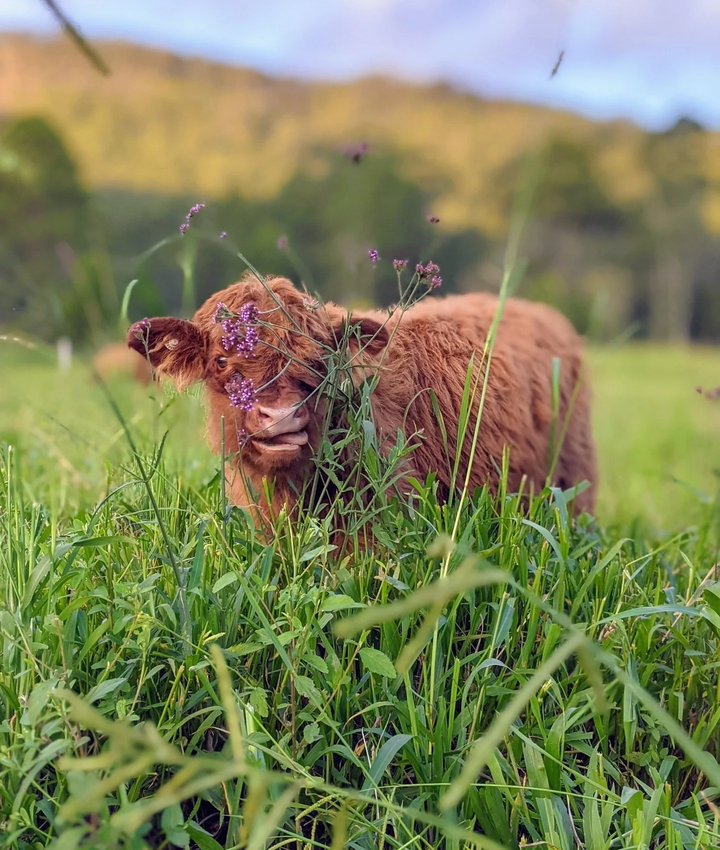 Rowan is an adorable red fluffy calf