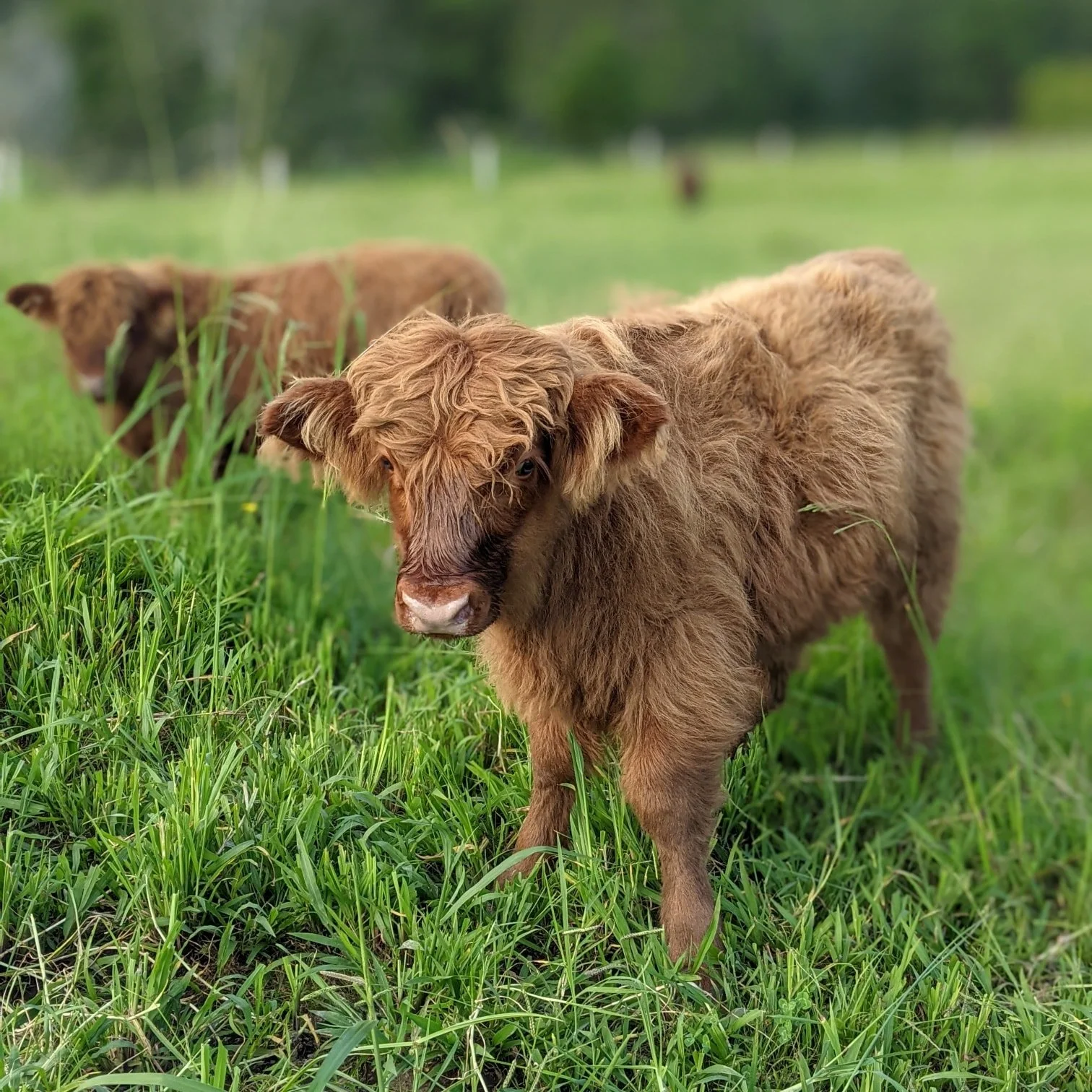 Archie is an adorable red fluffy calf