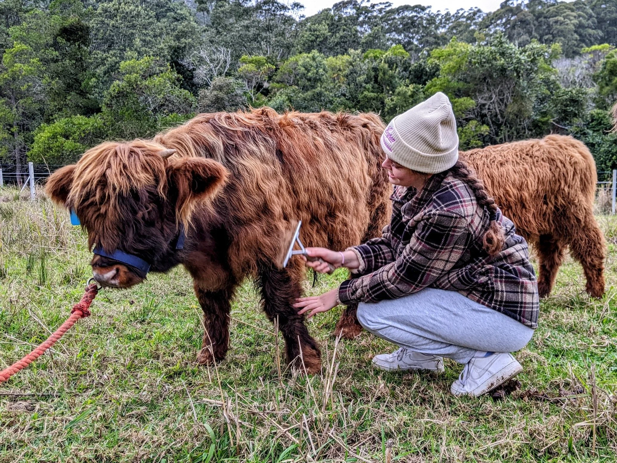 Gecko is an adorable brindle fluffy calf