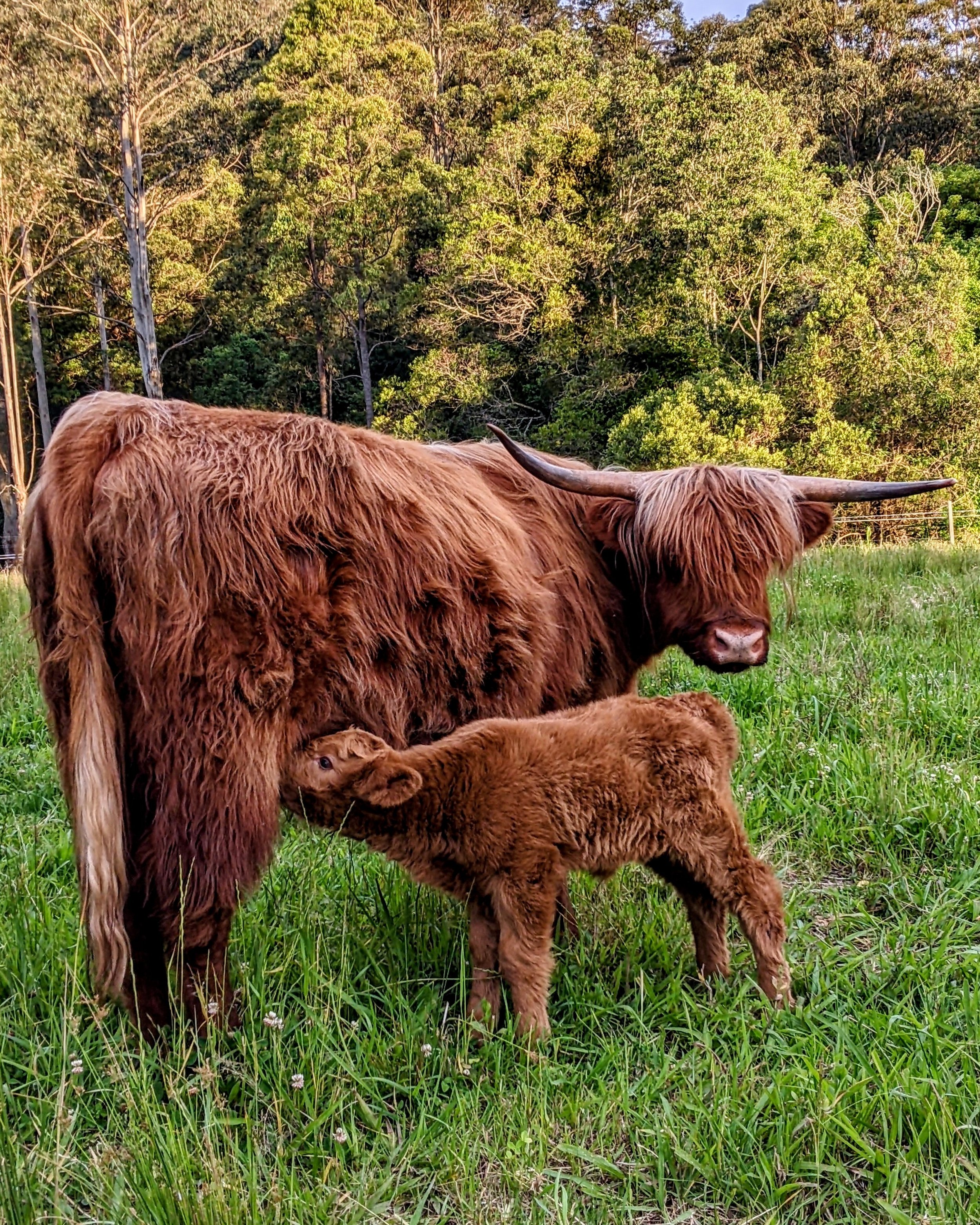 Miniature Highlands - Why and Why Not! — Koolah Creek Highland Cattle