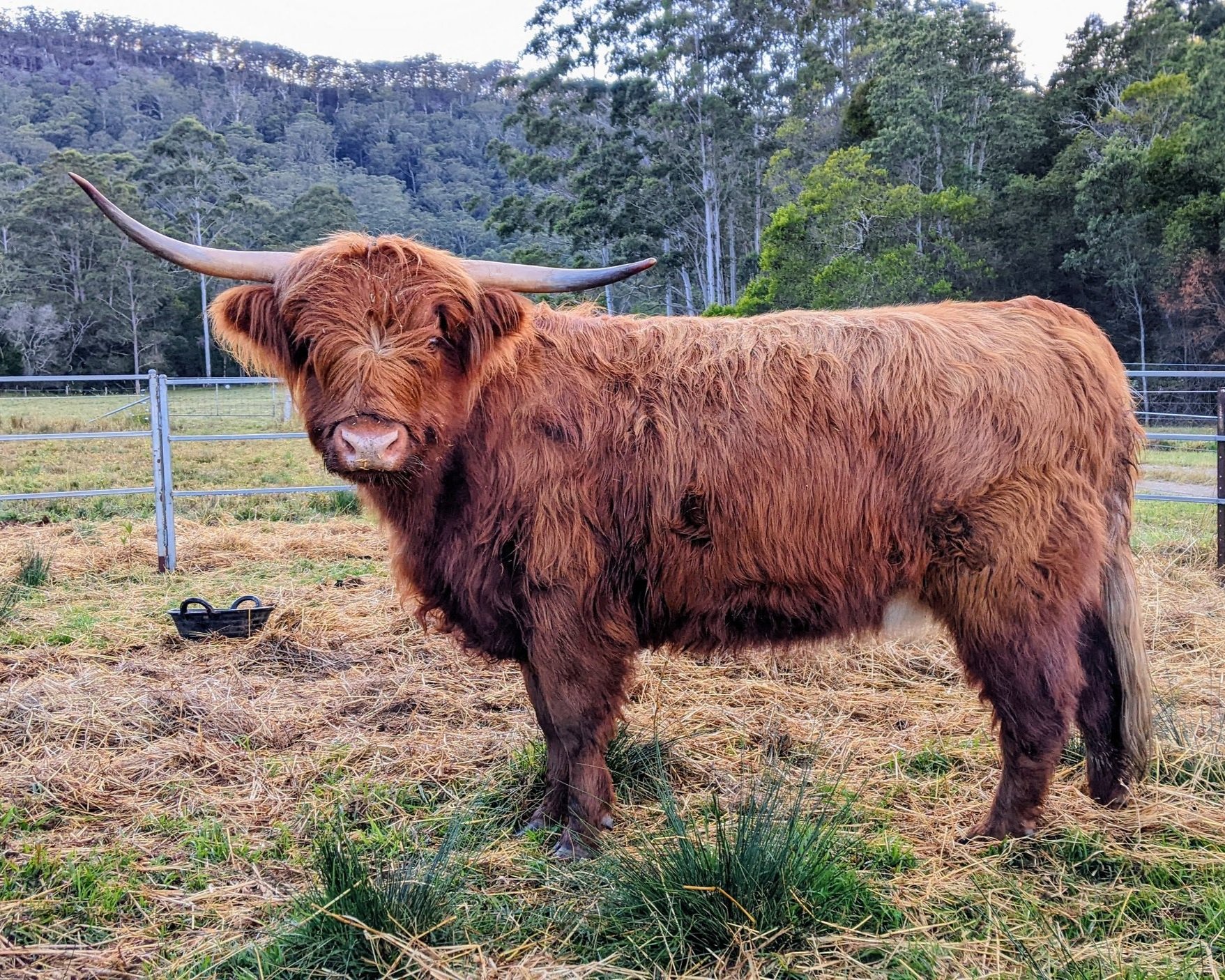 Miniature Highlands - Why and Why Not! — Koolah Creek Highland Cattle