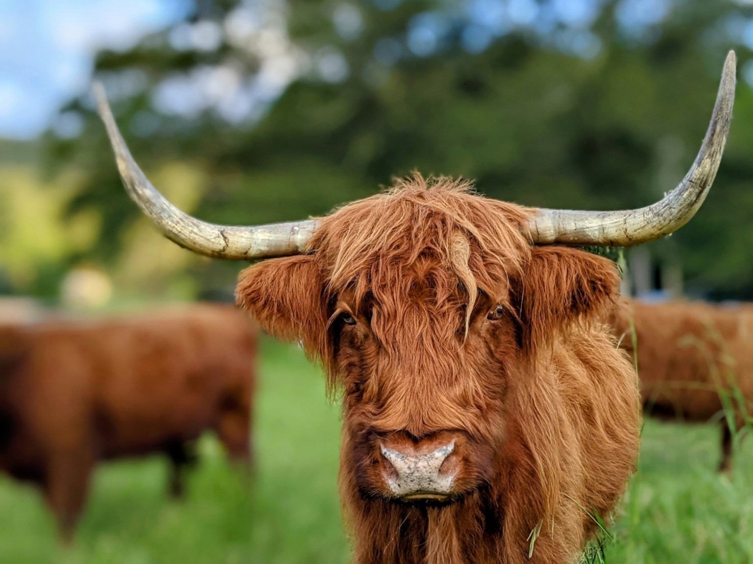 Miniature Highlands - Why and Why Not! — Koolah Creek Highland Cattle