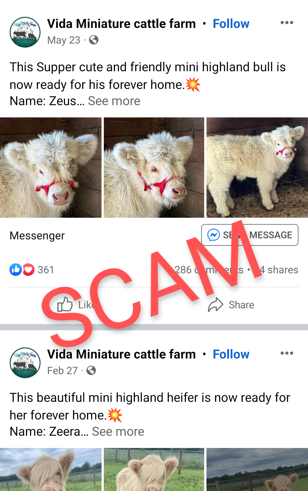 SCAM - Vida Cattle Farm