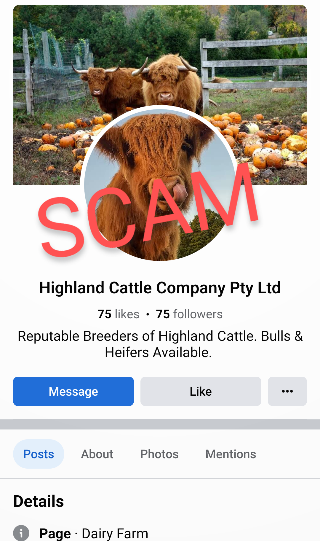 SCAM - Highland Cattle Company Pty Ltd