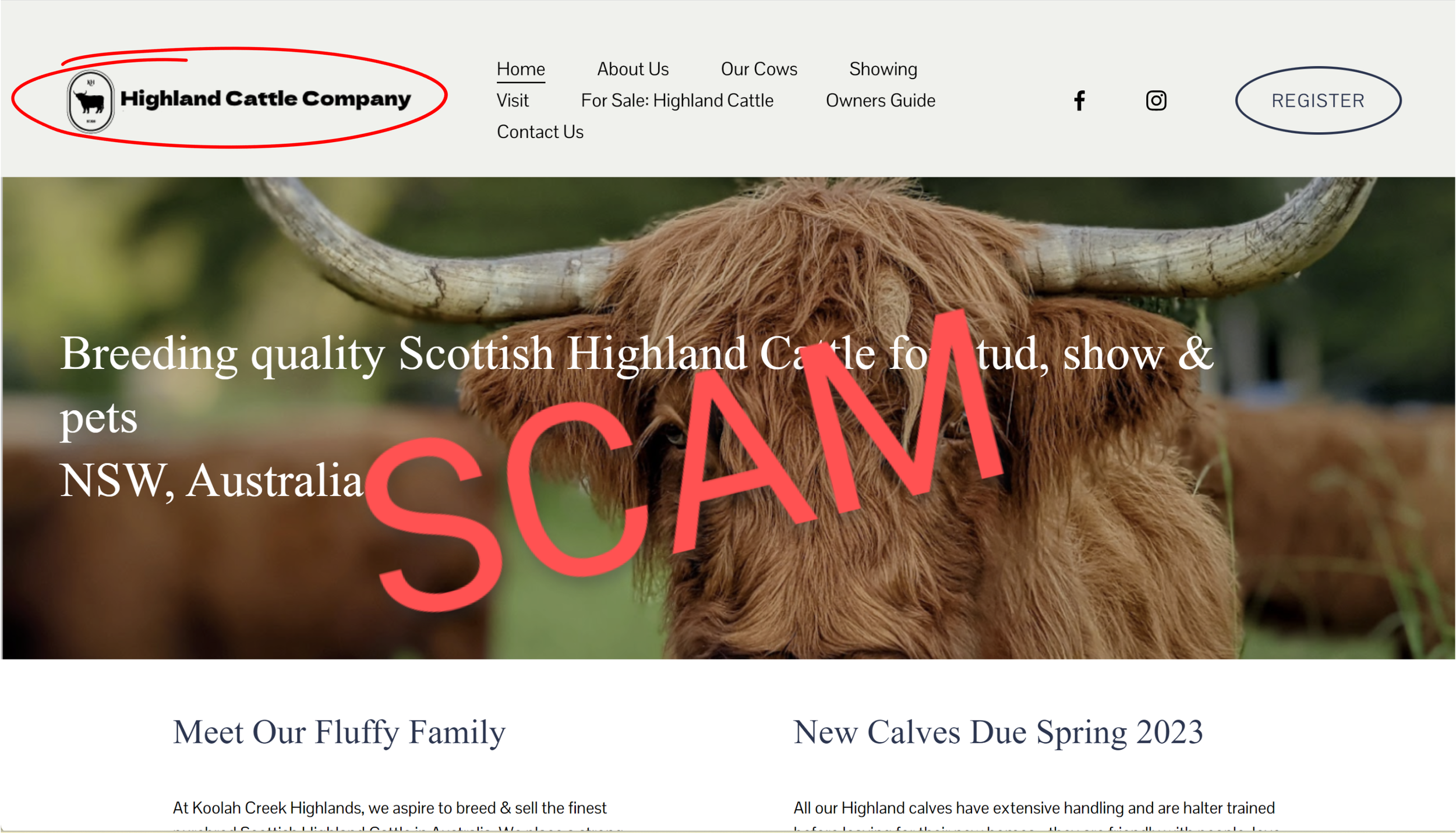SCAM - Highland Cattle Company Pty Ltd