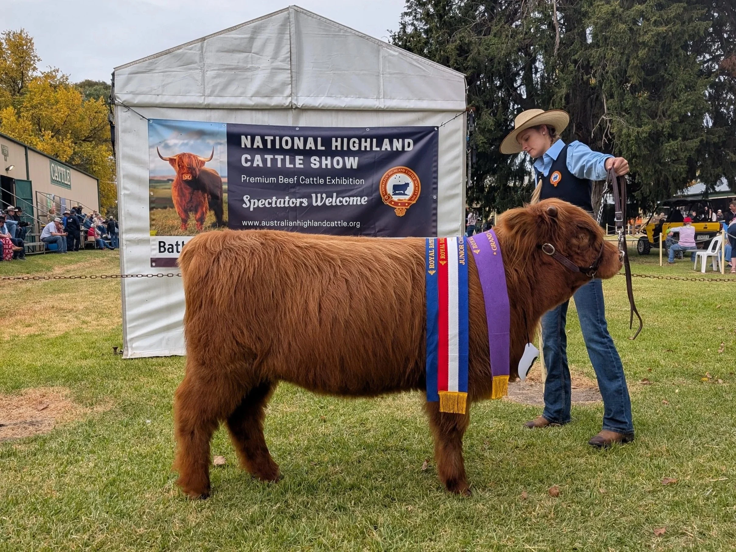 Lacy May of Koolah Creek (AI) - now foundation female at Talumbi Highlands. Pictured: Grand Champion Female at Bathurst Royal Show 2026
