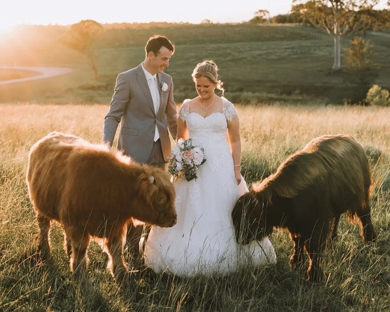 Pablo & Donovan of Koolah Creek - now beloved steers at Squires Vineyard