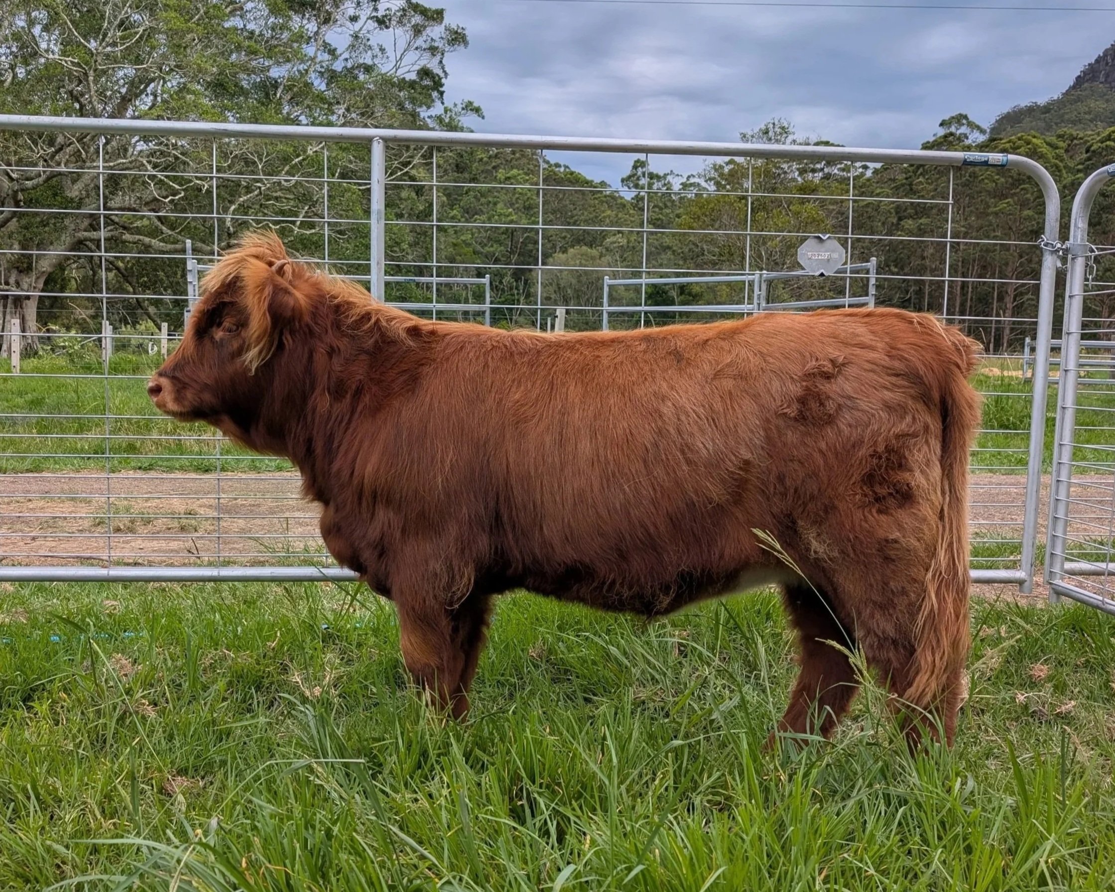 Elfie of Koolah Creek - now a foundation female at Ardmyall Highlands