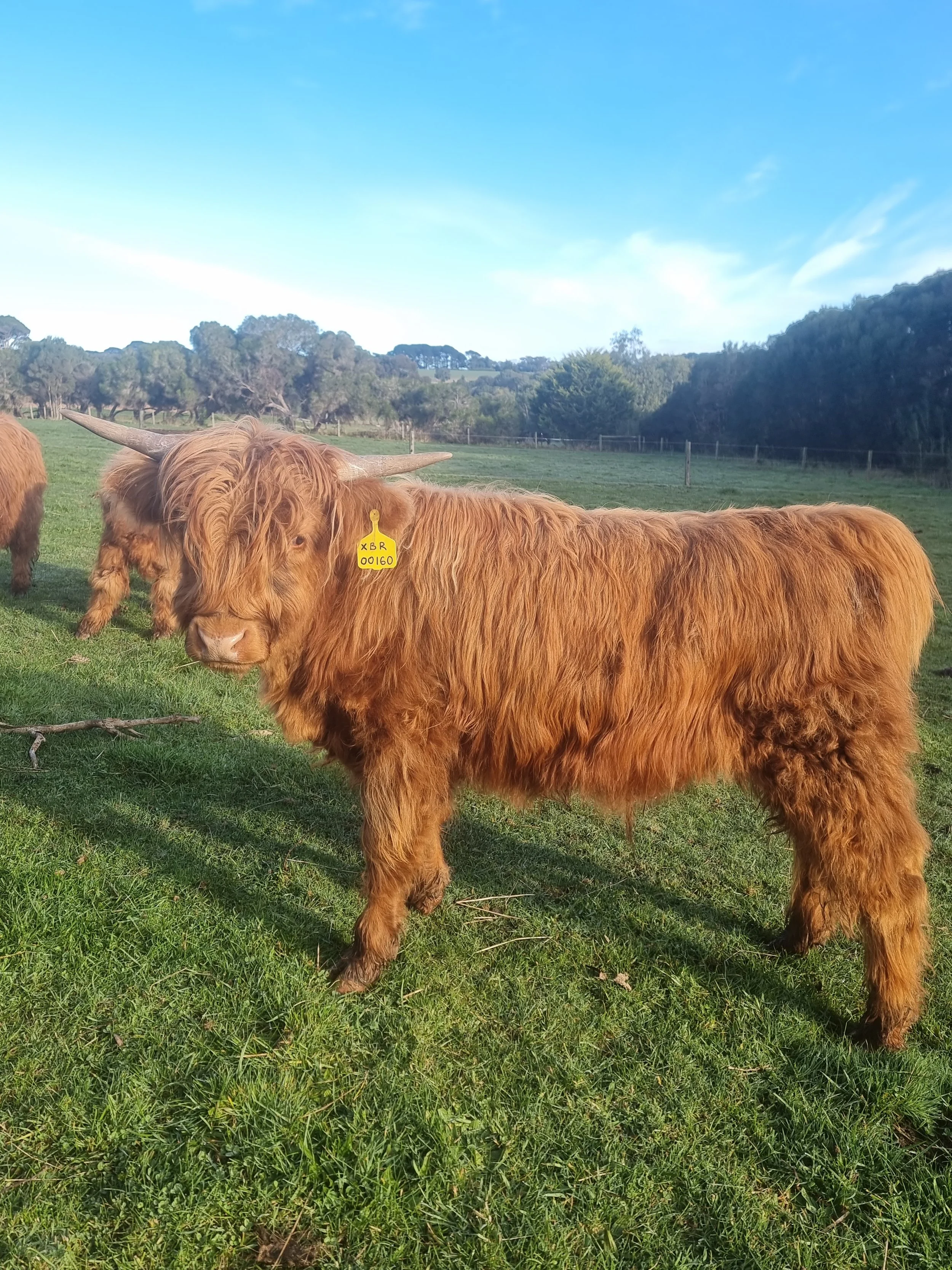 A Highland cow with long, shaggy reddish-brown fur and large curved horns standing in a grassy field, with another cow in the background and a clear blue sky overhead.