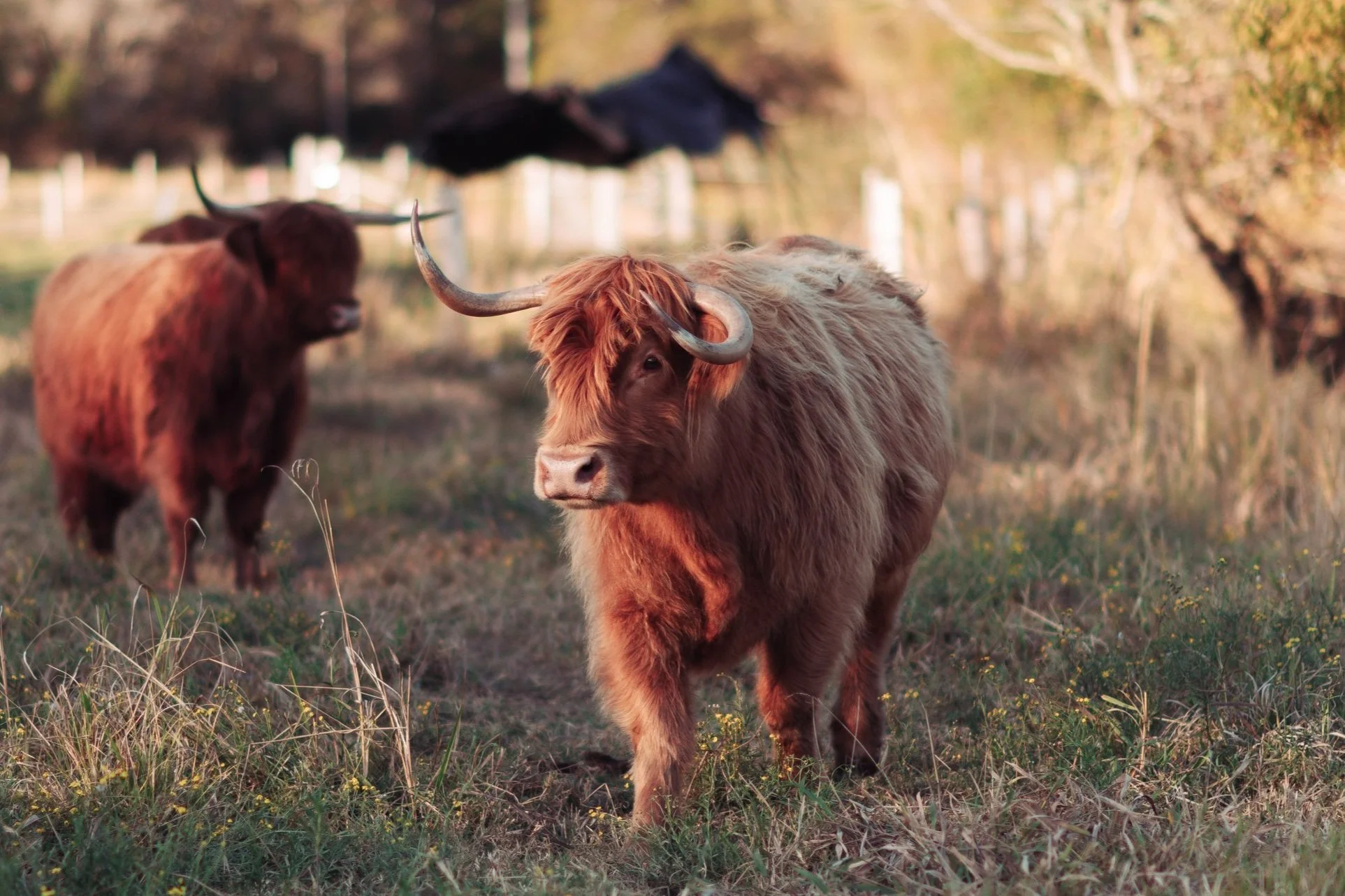 A Highland cow with long, shaggy fur and curved horns standing in a grassy field, with another cow in the background and trees on the right.