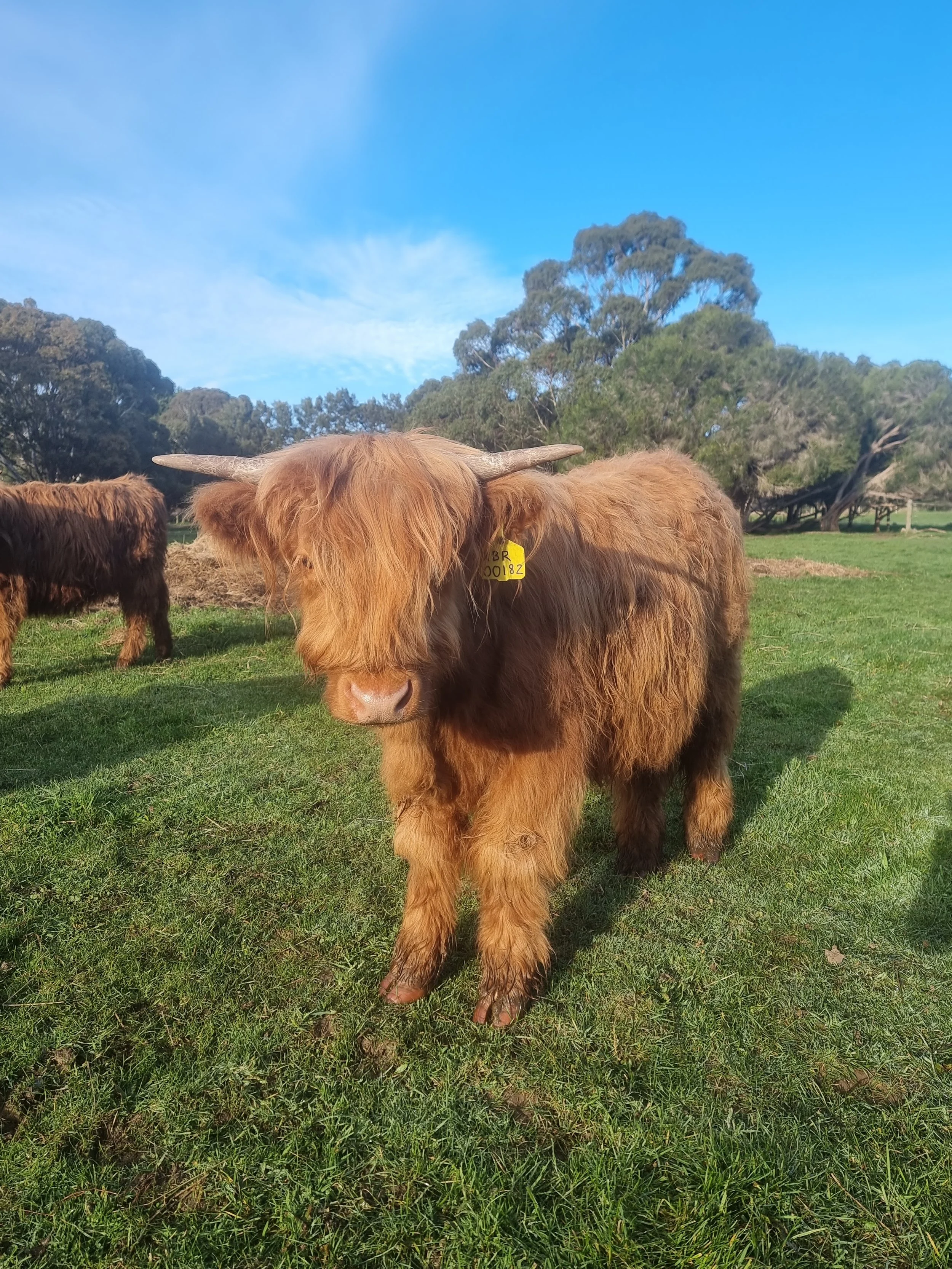 A Highland cow with long reddish-brown fur standing on green grass, with another cow in the background, trees, and blue sky with clouds.