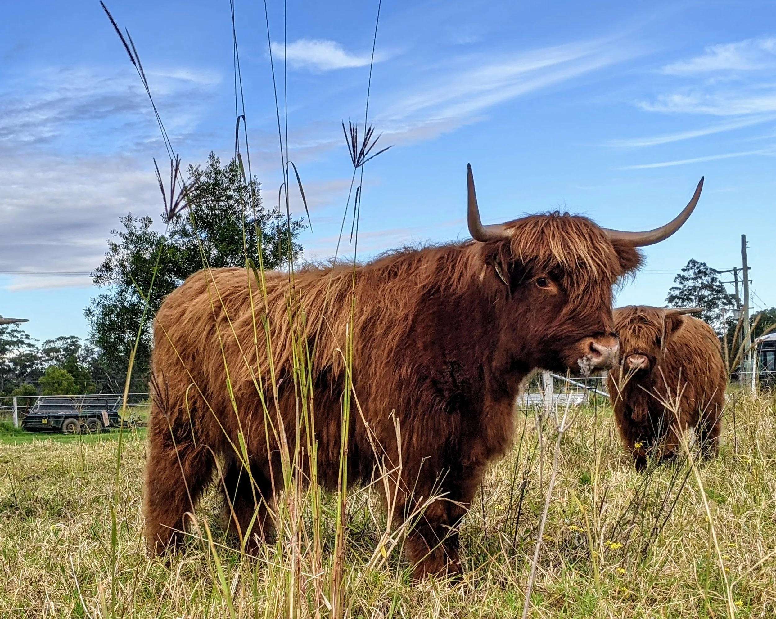 A Highland cow with long horns and brown shaggy fur standing in a grassy field with another Highland cow in the background, under a partly cloudy sky.