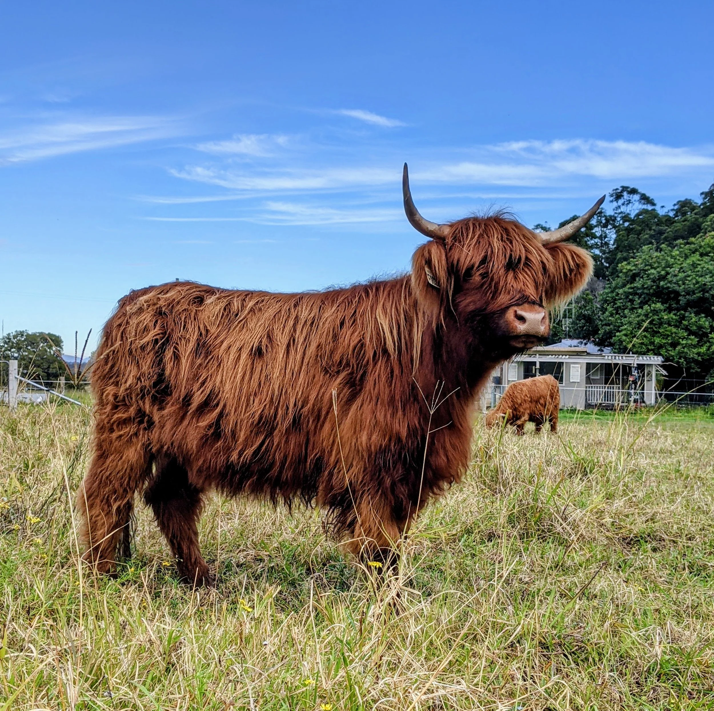 A Highland cow with long, shaggy, reddish-brown fur and large curved horns standing in a grassy field under a blue sky, with another cow grazing in the background near a house.