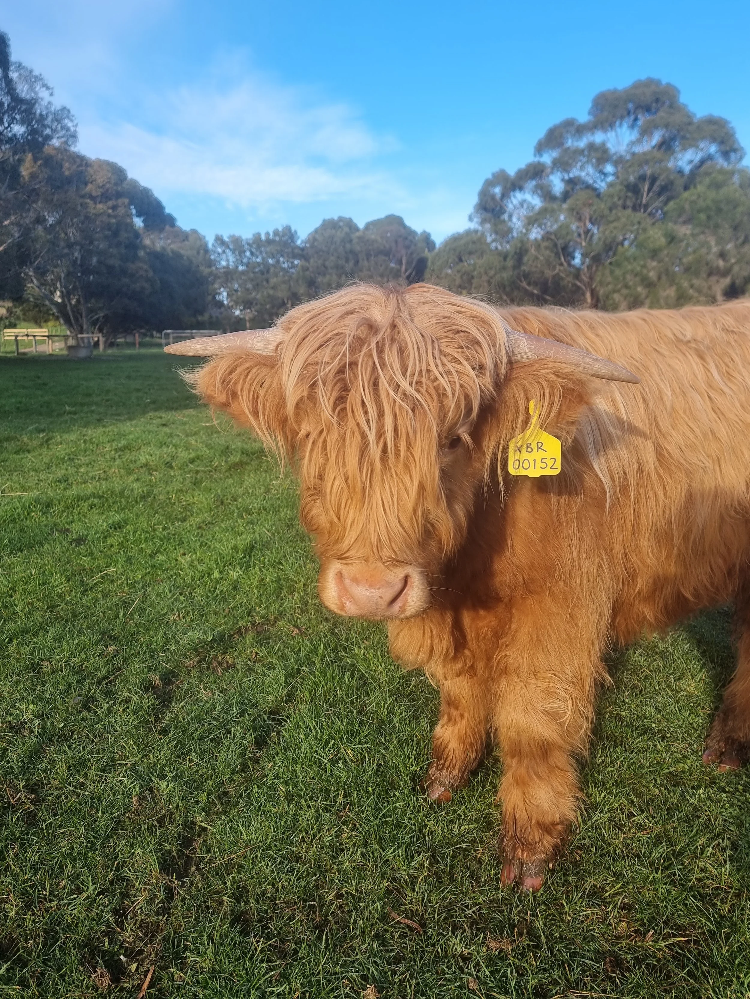 A brown Highland cow with long hair and horns standing on a grassy field with trees in the background and a blue sky.