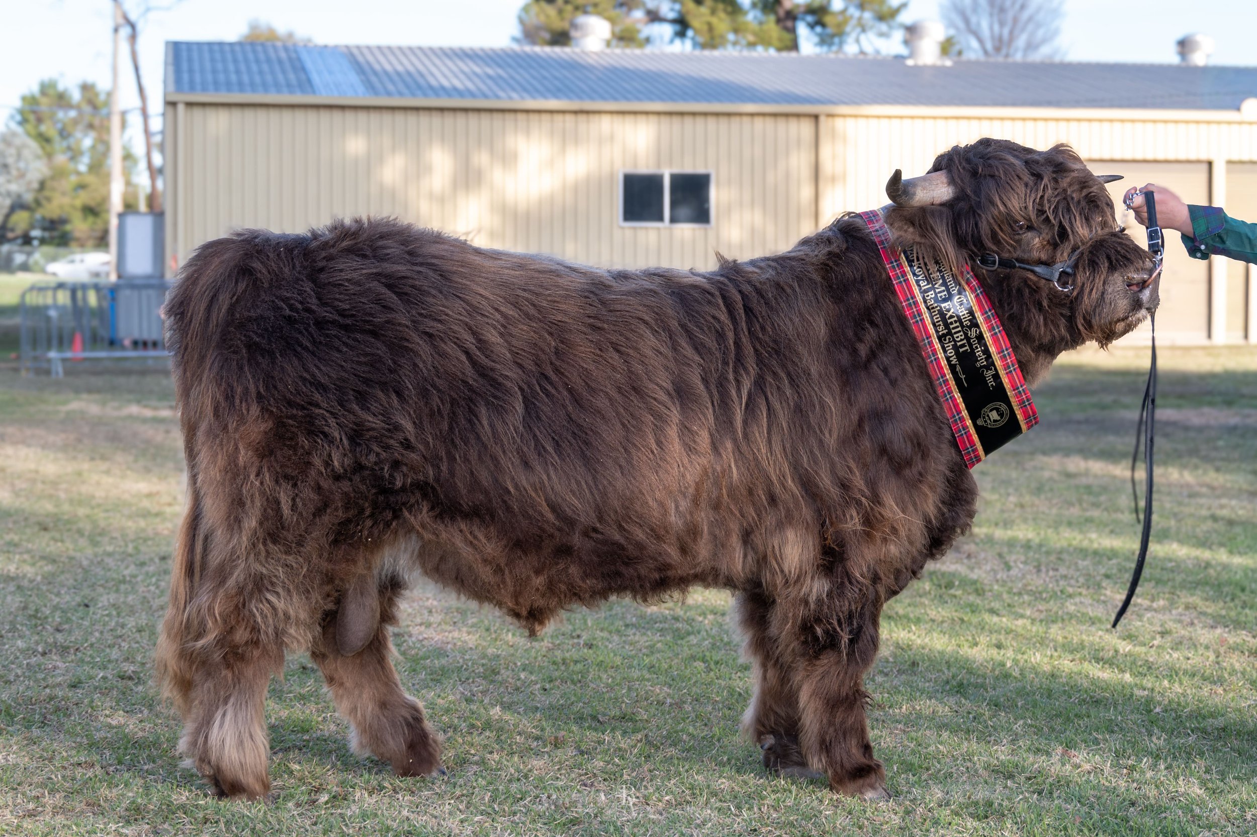 Alasdair Leal of Koolah Creek - now herdsire at Springside Highlands. Pictured: Bathurst Royal Show Supreme Highland Exhibit 2026