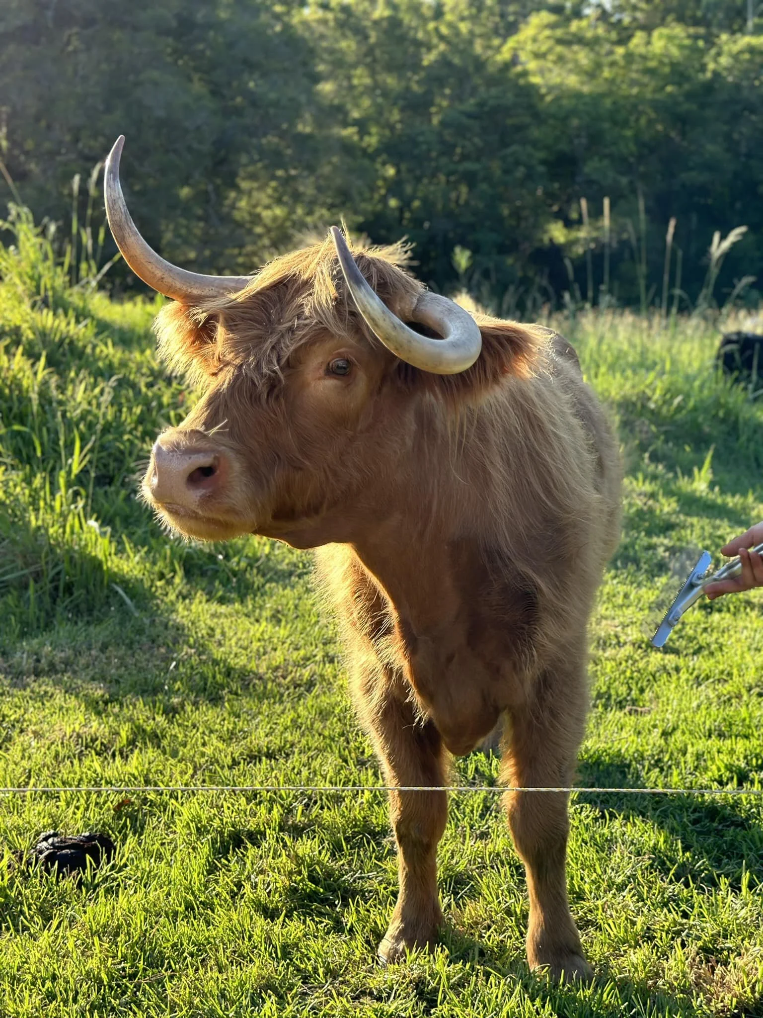 Brown Highland cow with curved horns standing on grassy field near a fence with trees in the background.