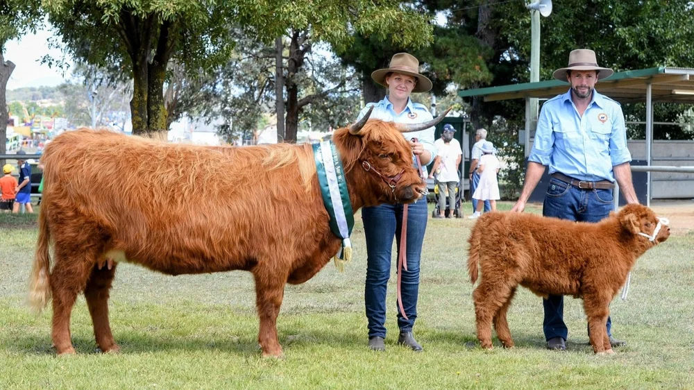 Scottish Highland Cattle for Sale in Australia — Koolah Creek Highland
