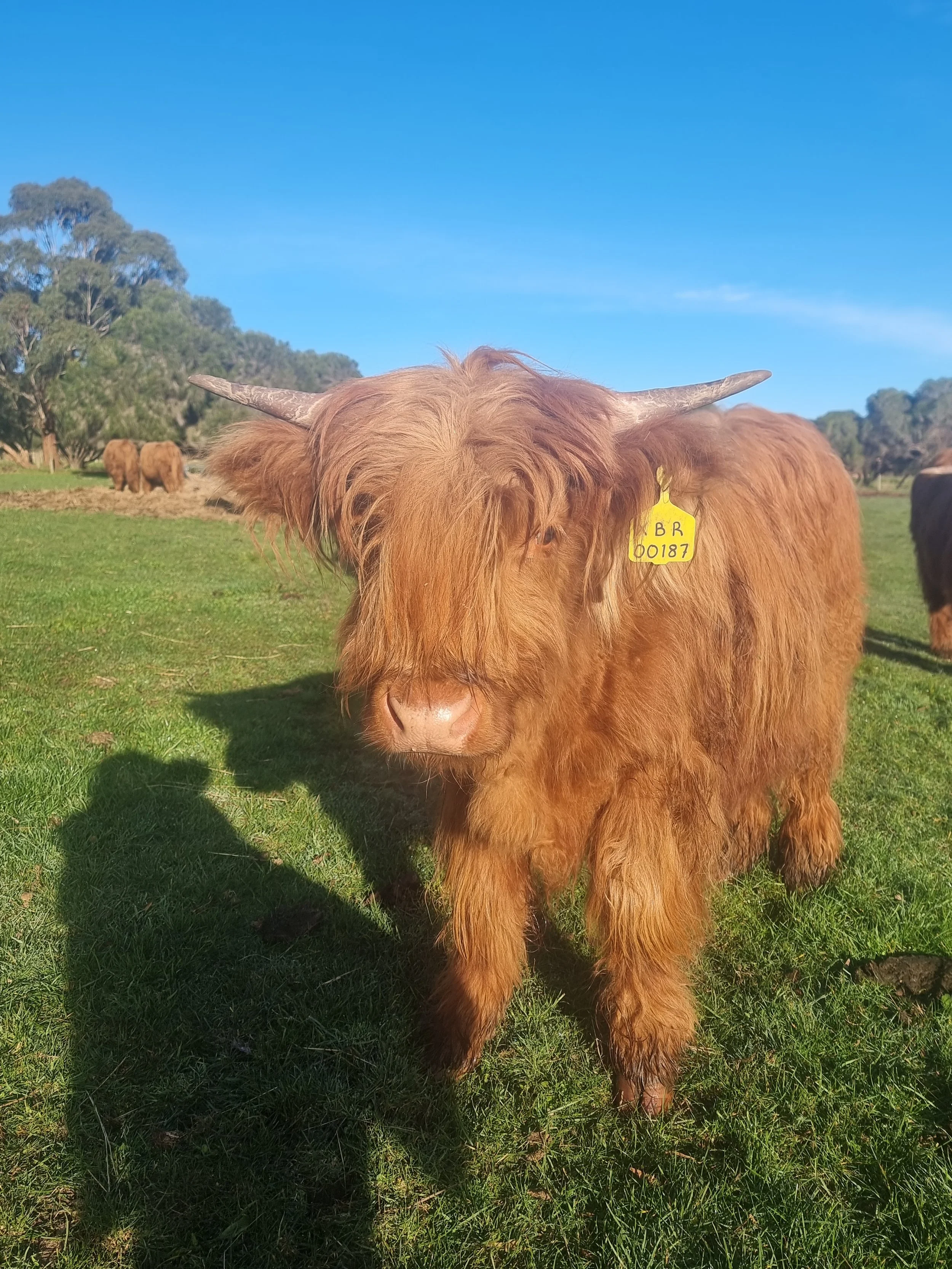 A brown highland cattle with long hair, horns, and a yellow ear tag, standing on green grass in a field under a blue sky with trees in the background.