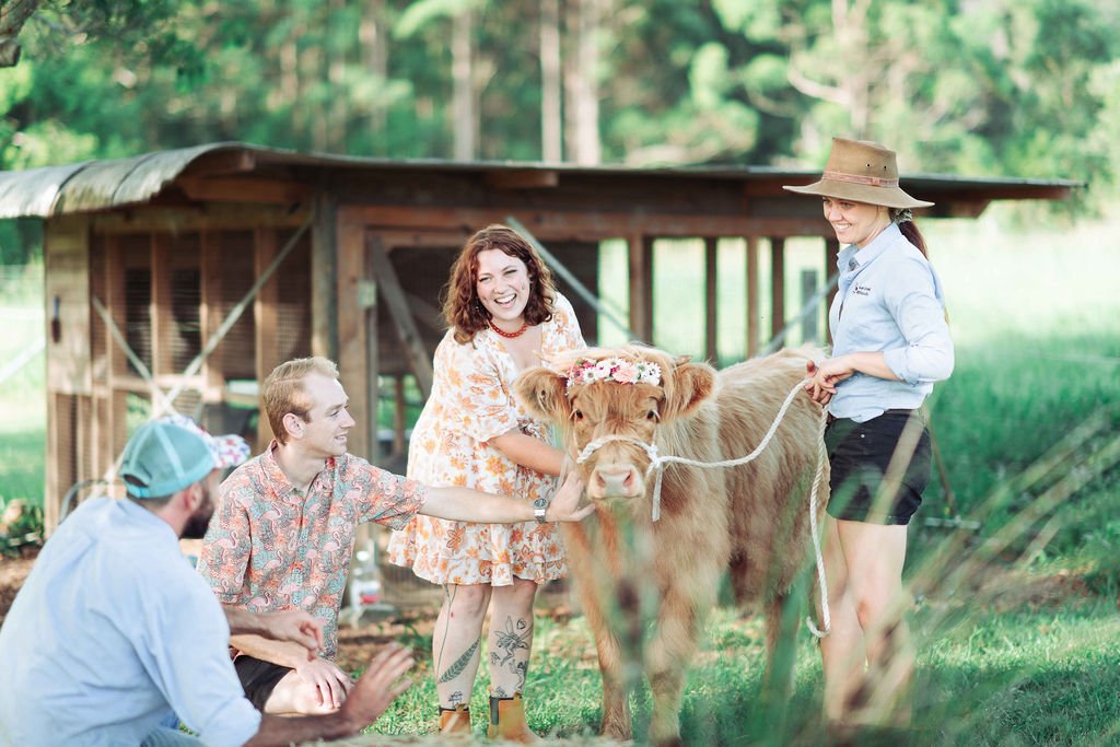 Highland Cow Experiences - NSW Australia — Koolah Creek Highland Cattle