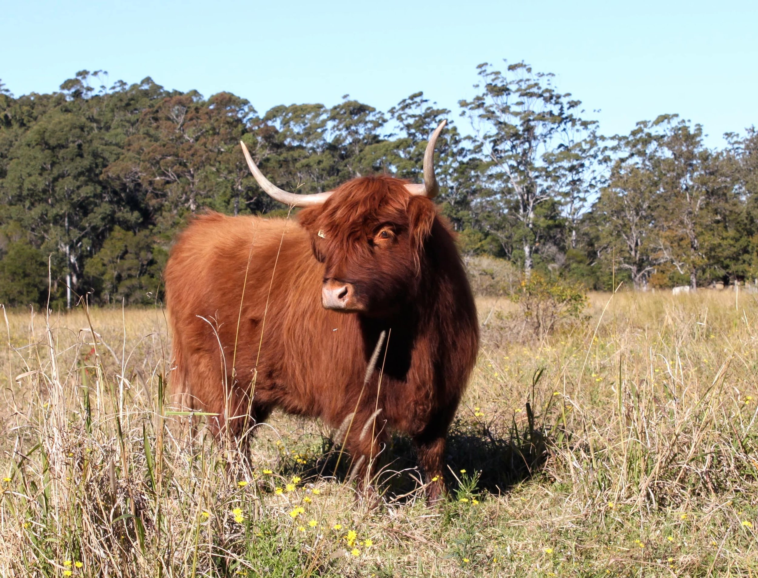 Miniature Highlands - Why and Why Not! — Koolah Creek Highland Cattle