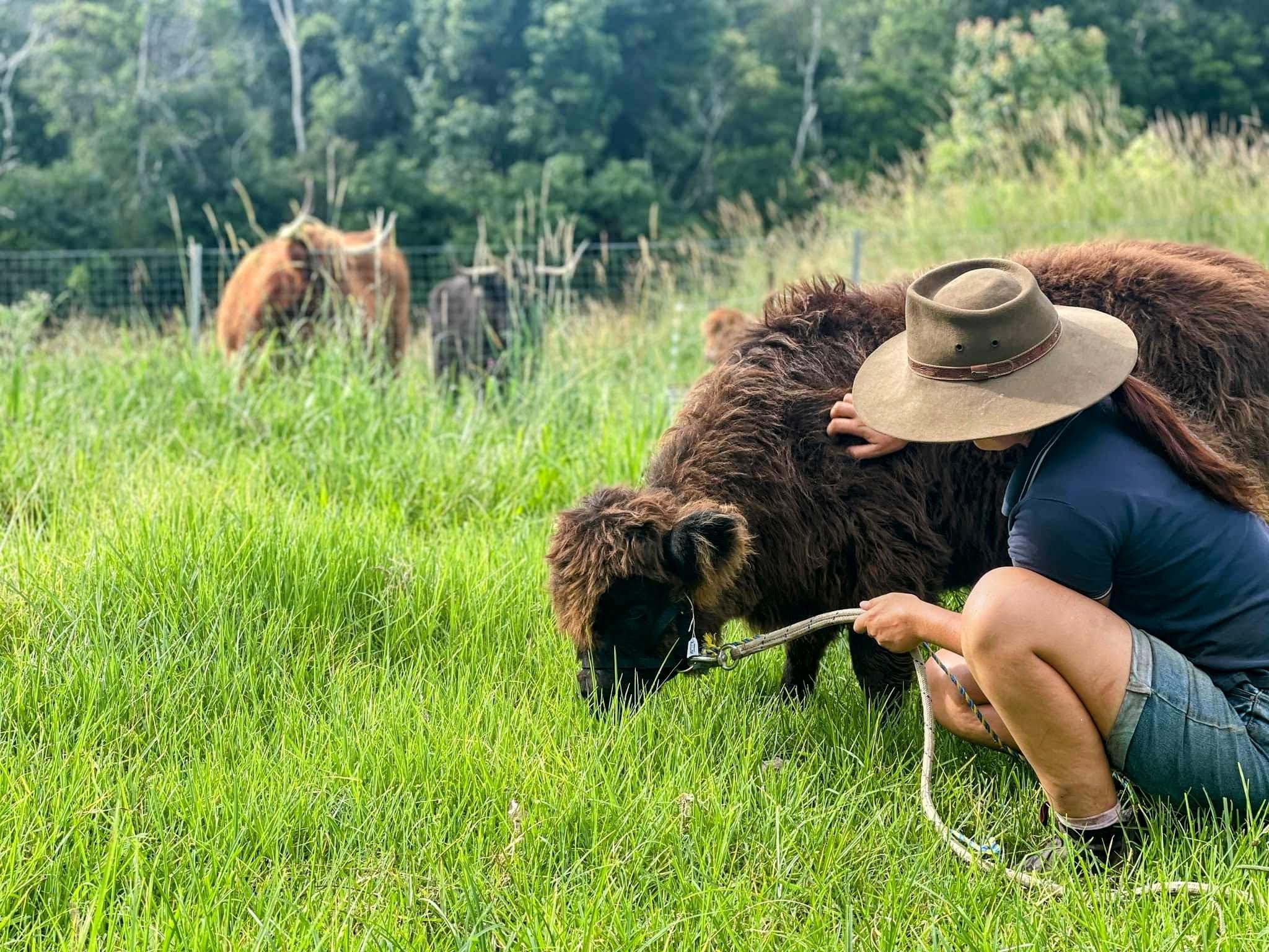 Miniature Highlands - Why and Why Not! — Koolah Creek Highland Cattle