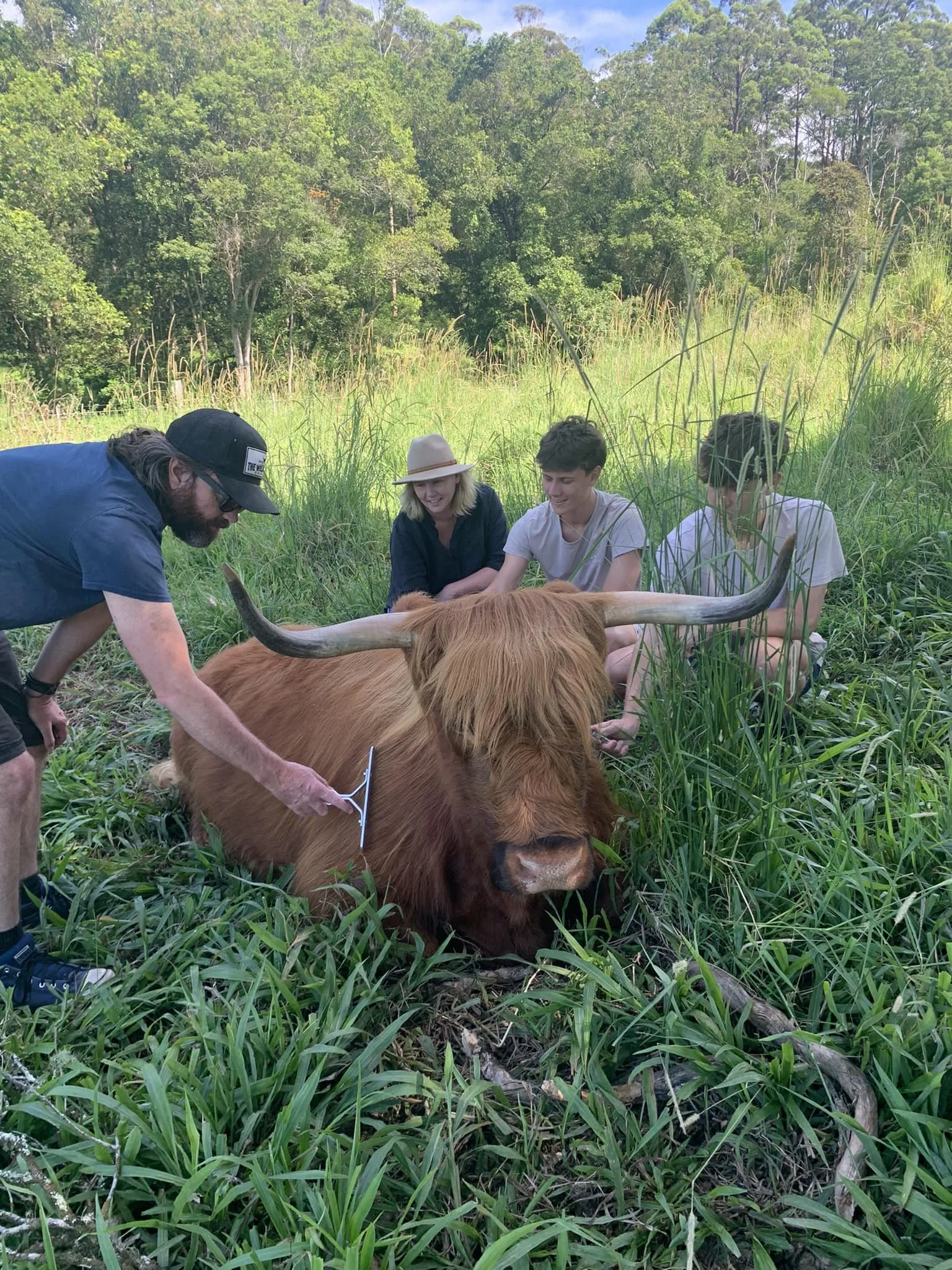 Four people and a man holding a comb gather around a resting Highland cow with long horns in a grassy field surrounded by trees.