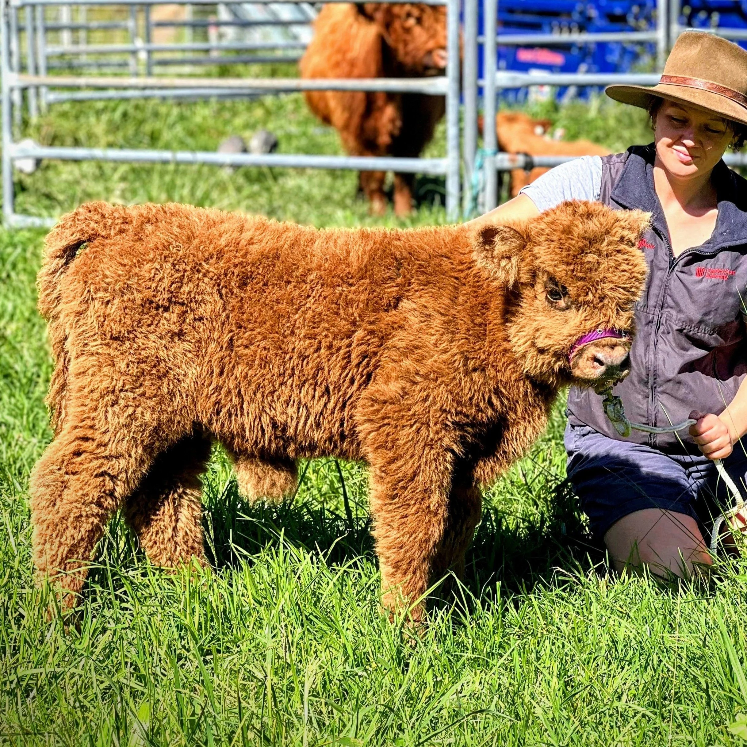 A young woman with a hat kneeling on grass holding a small brown calf on a leash, with a large adult brown cow behind a metal fence in the background.