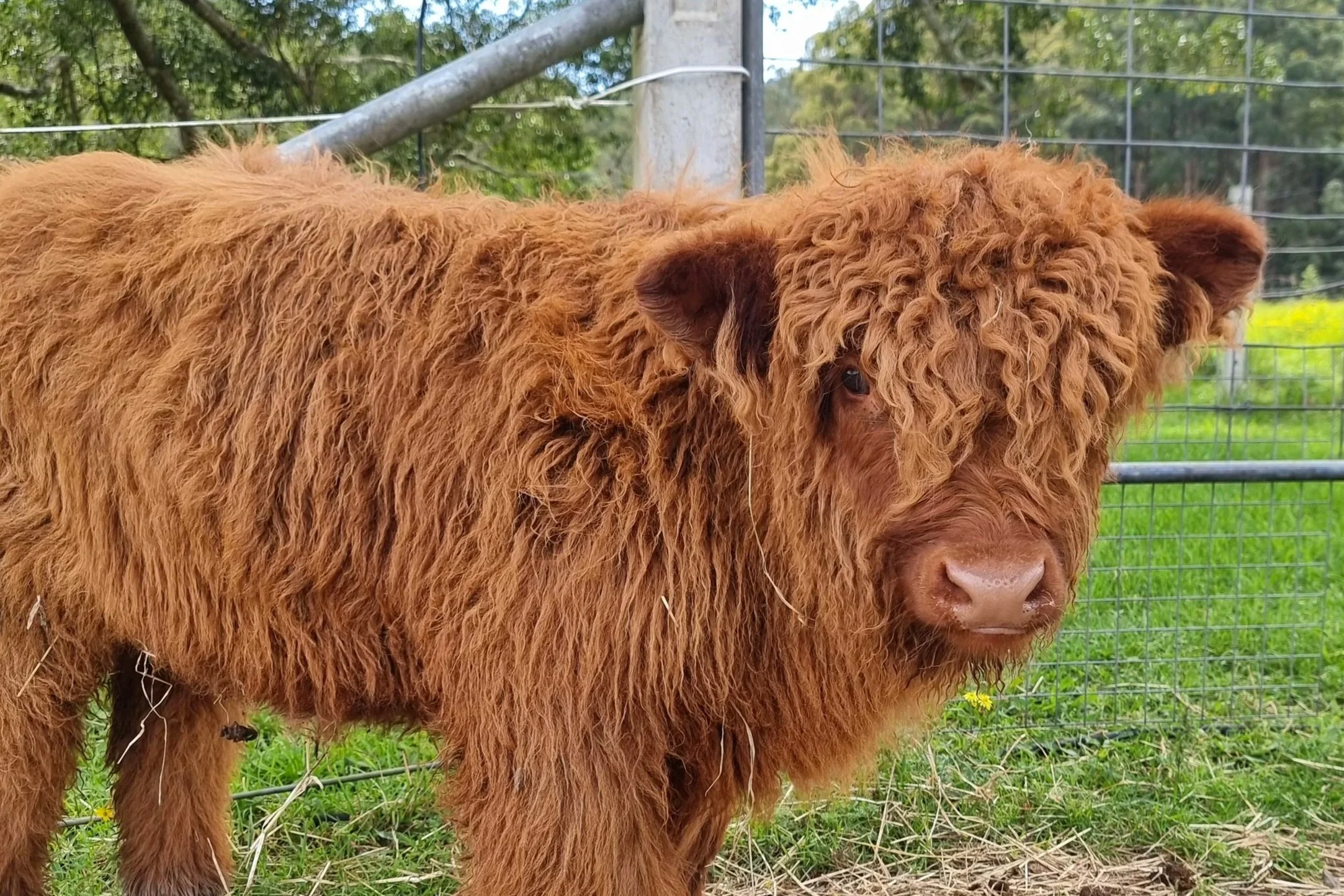 DK of Koolah Creek.jpg