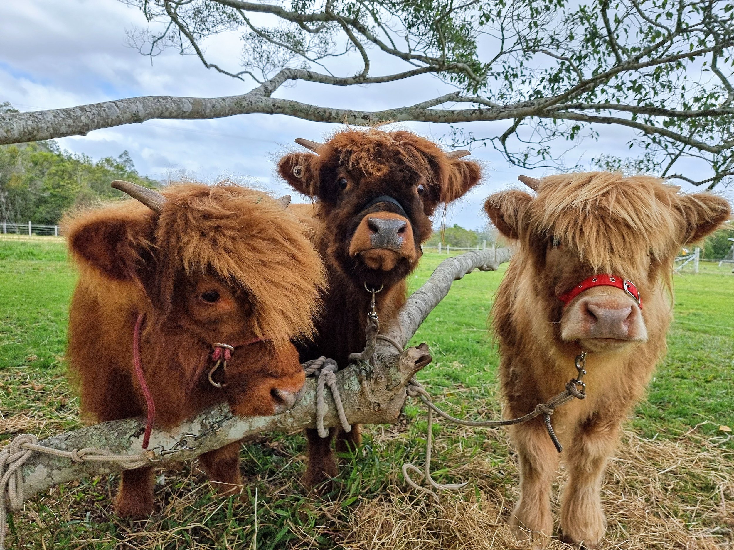 Scottish Highland Cattle for Sale in Australia — Koolah Creek