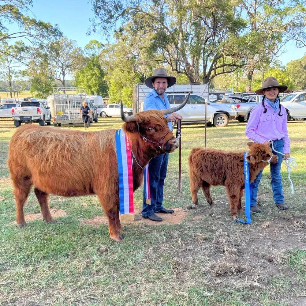 Showing Highland Cattle — Koolah Creek Highland Cattle