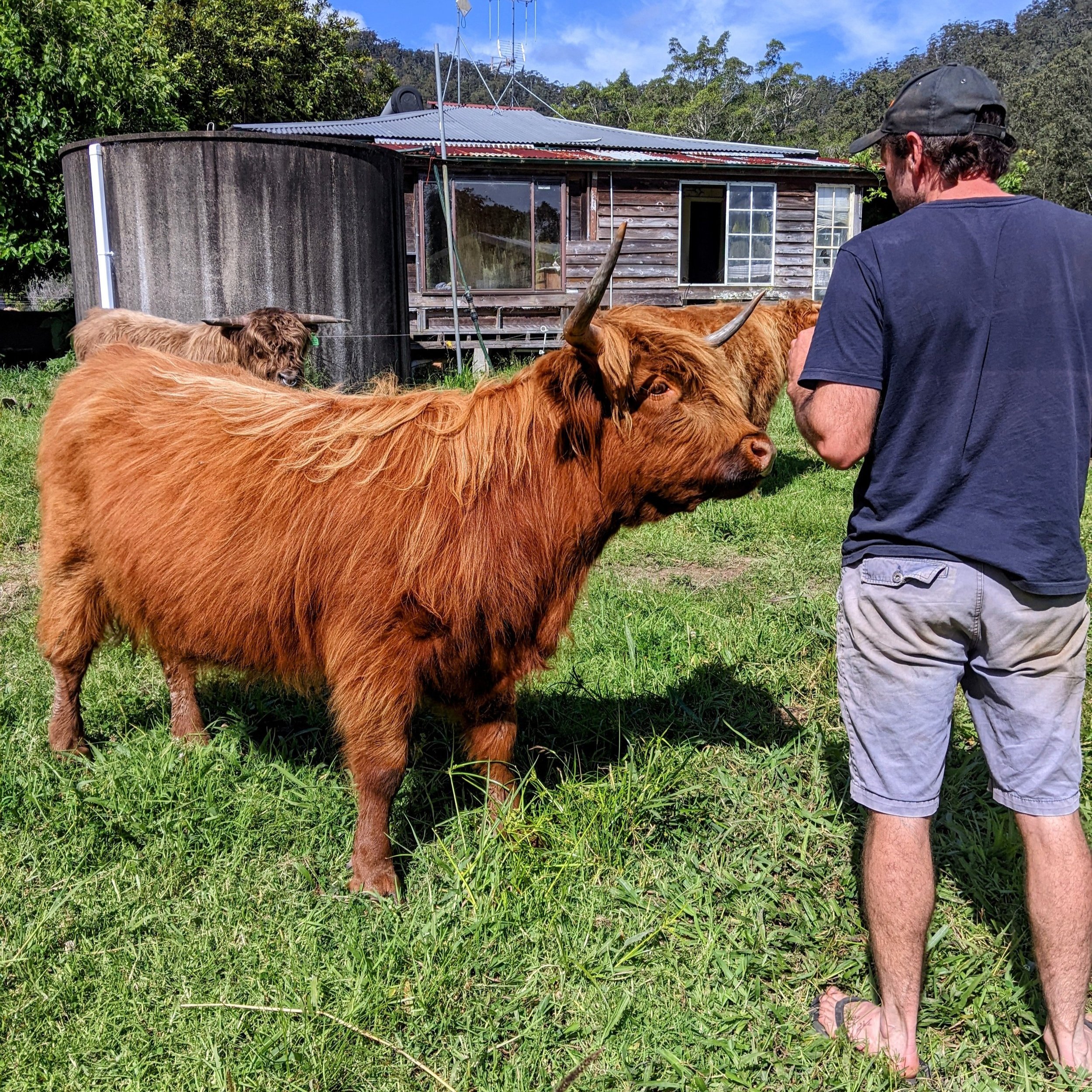 Miniature Highlands - Why and Why Not! — Koolah Creek Highland Cattle