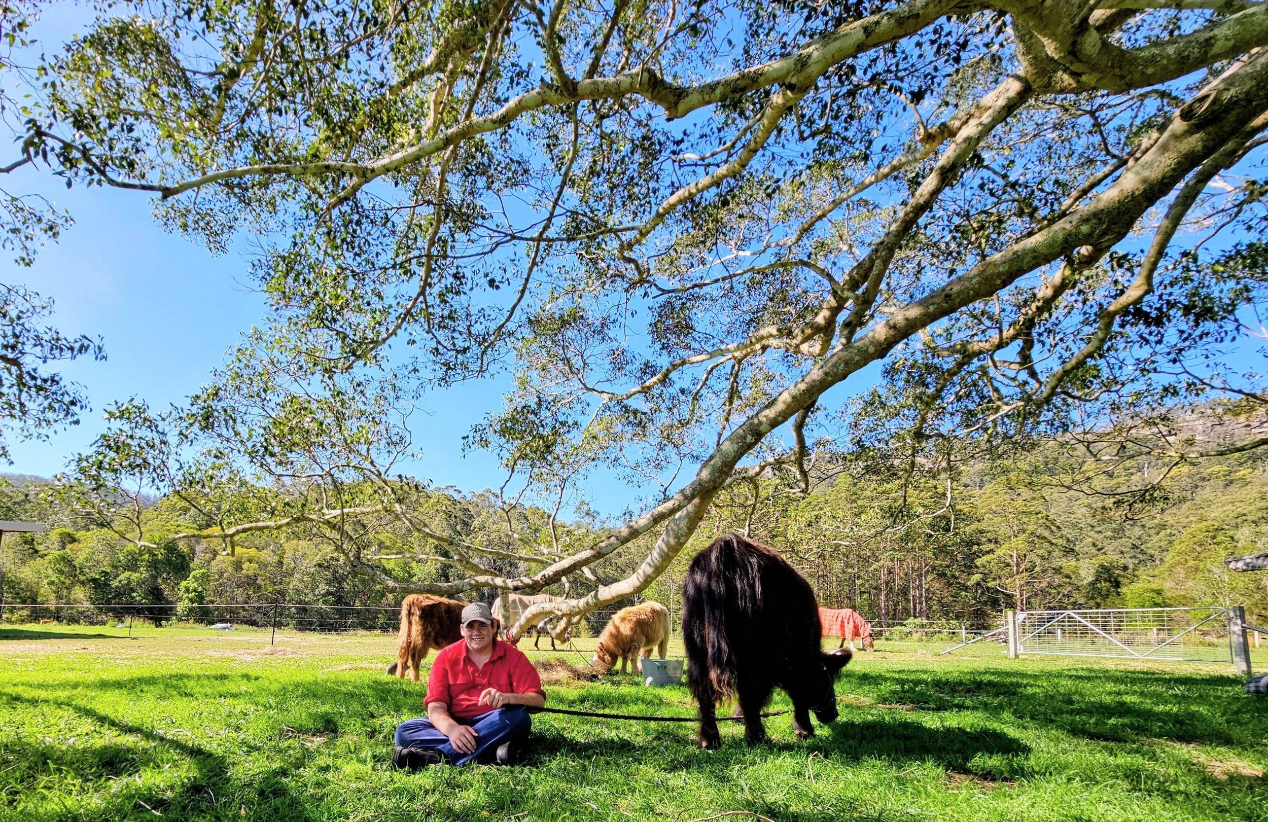 Farm & Animal Assisted Bovine Therapy — Koolah Creek Highland Cattle