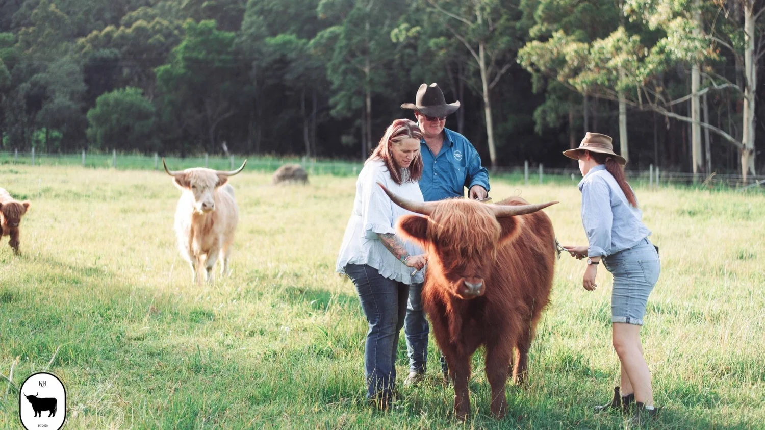 Highland Cow Near Me Guide