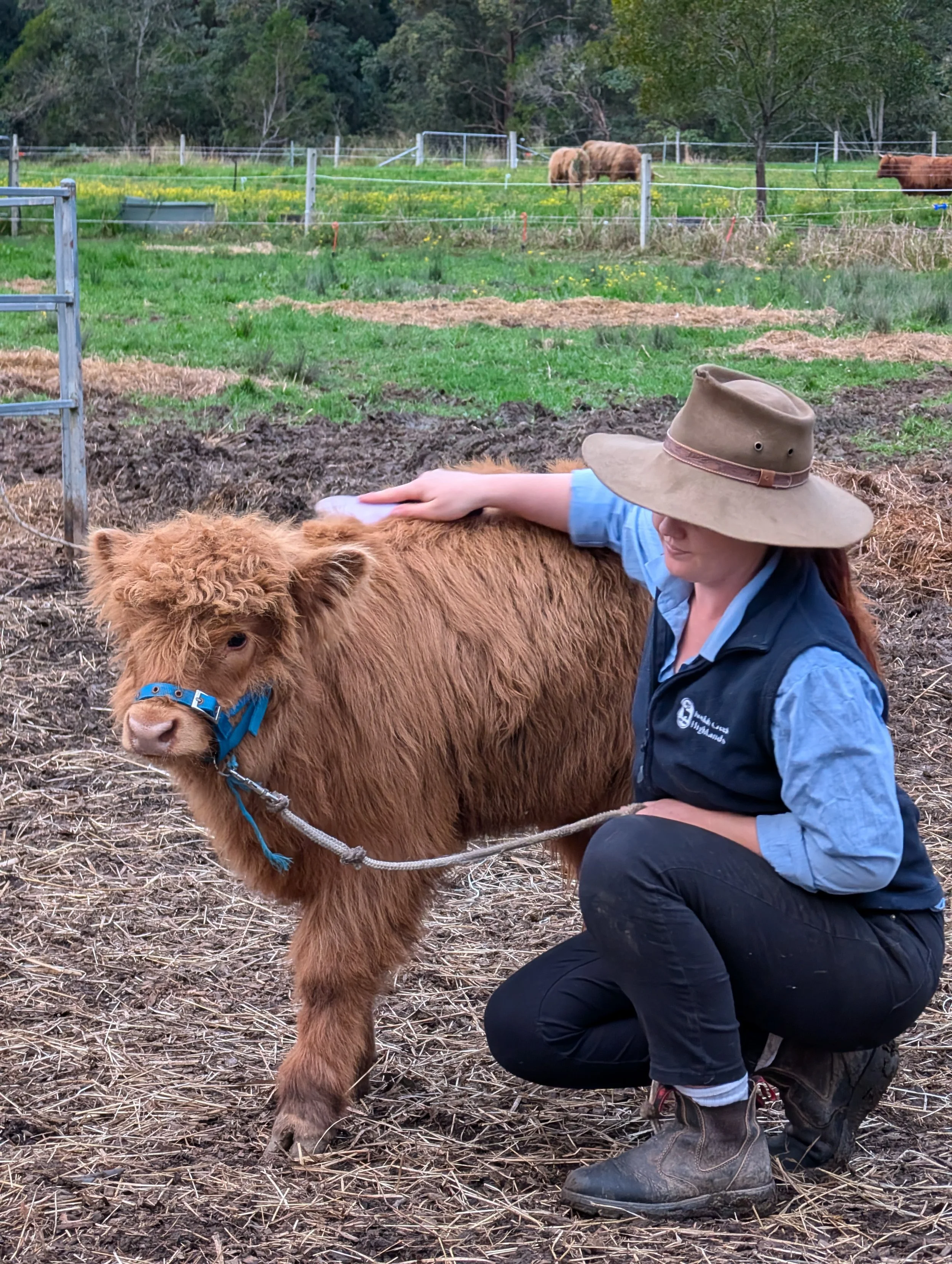 A person crouching down and petting a small, fluffy brown Highland cow with a blue halter in a farm or pasture setting.
