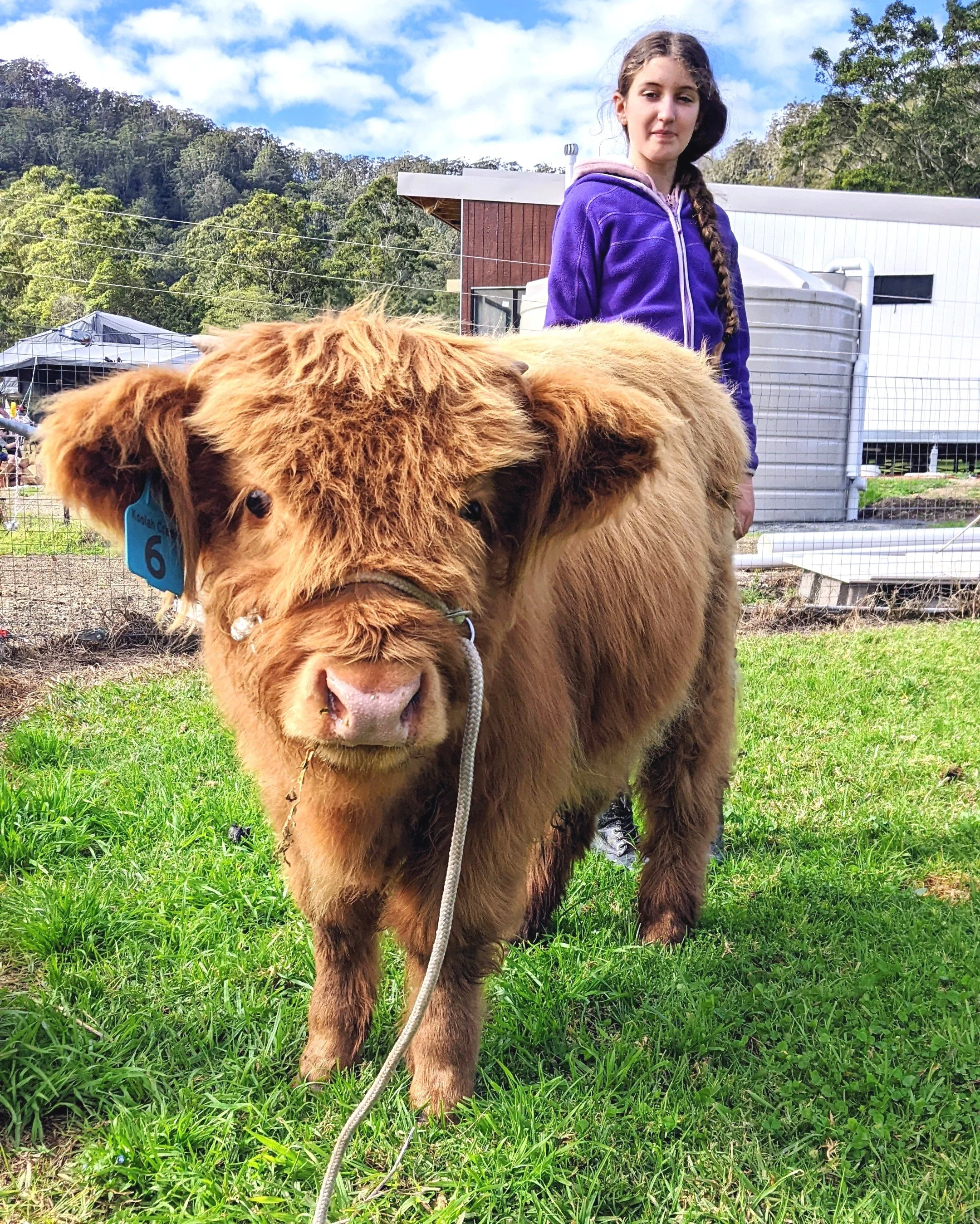 Shuggie is an adorable yellow Highland calf. He is sold and going to his new home in July