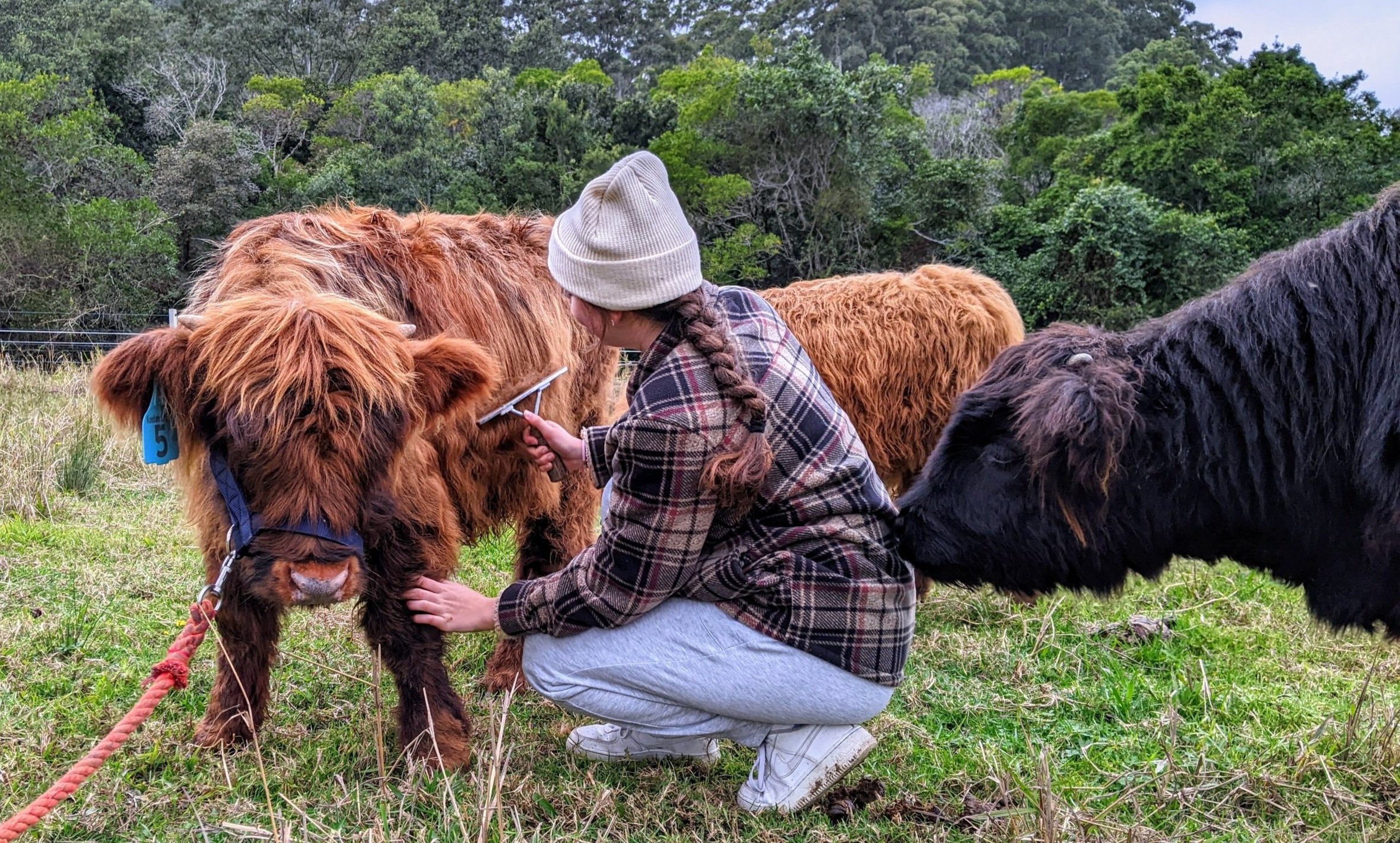 Miniature Highlands - Why and Why Not! — Koolah Creek Highland Cattle