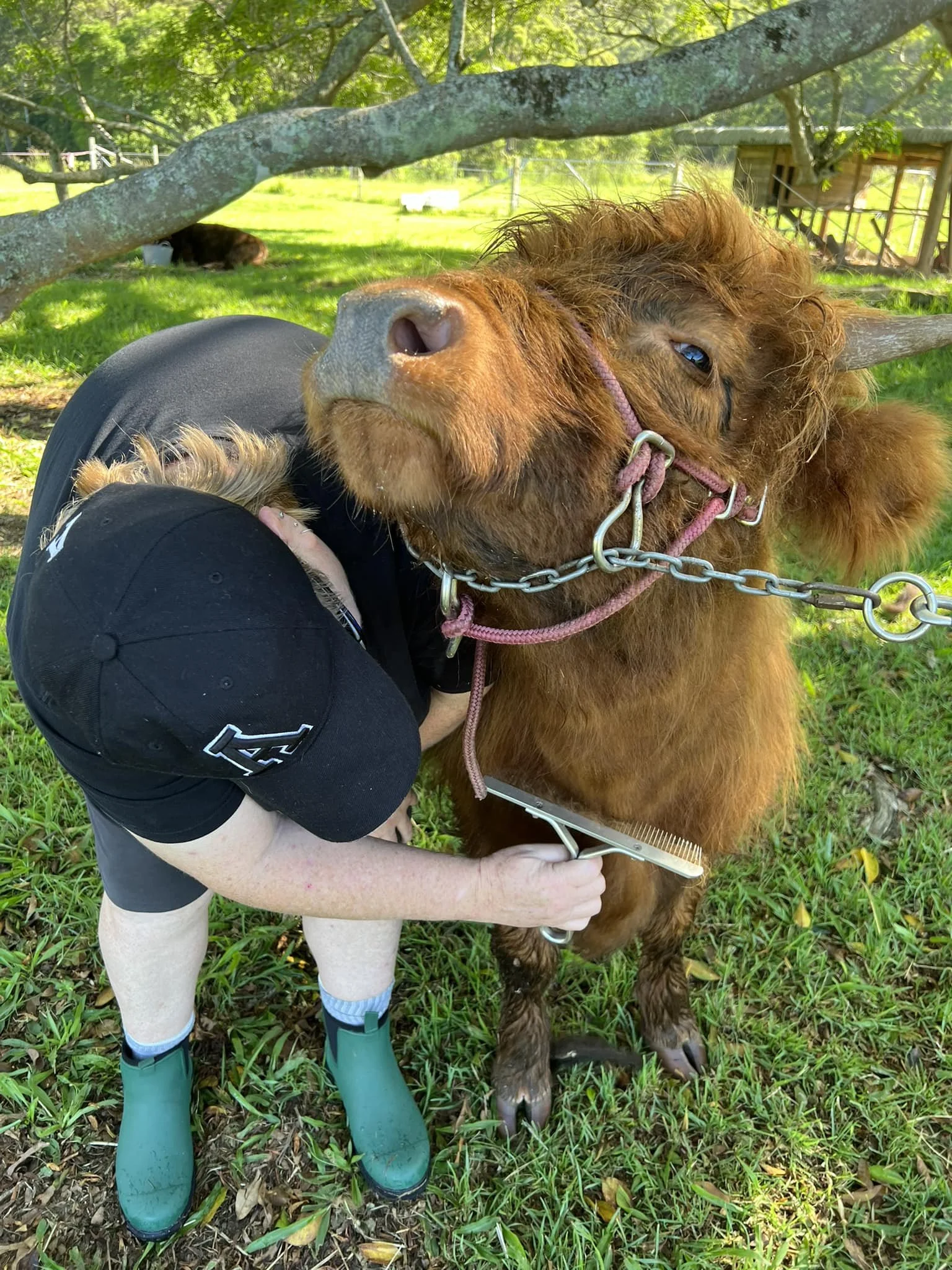 Person grooming a small, brown highland cow with halter around its head in a grassy outdoor setting, with trees and a small structure in the background.