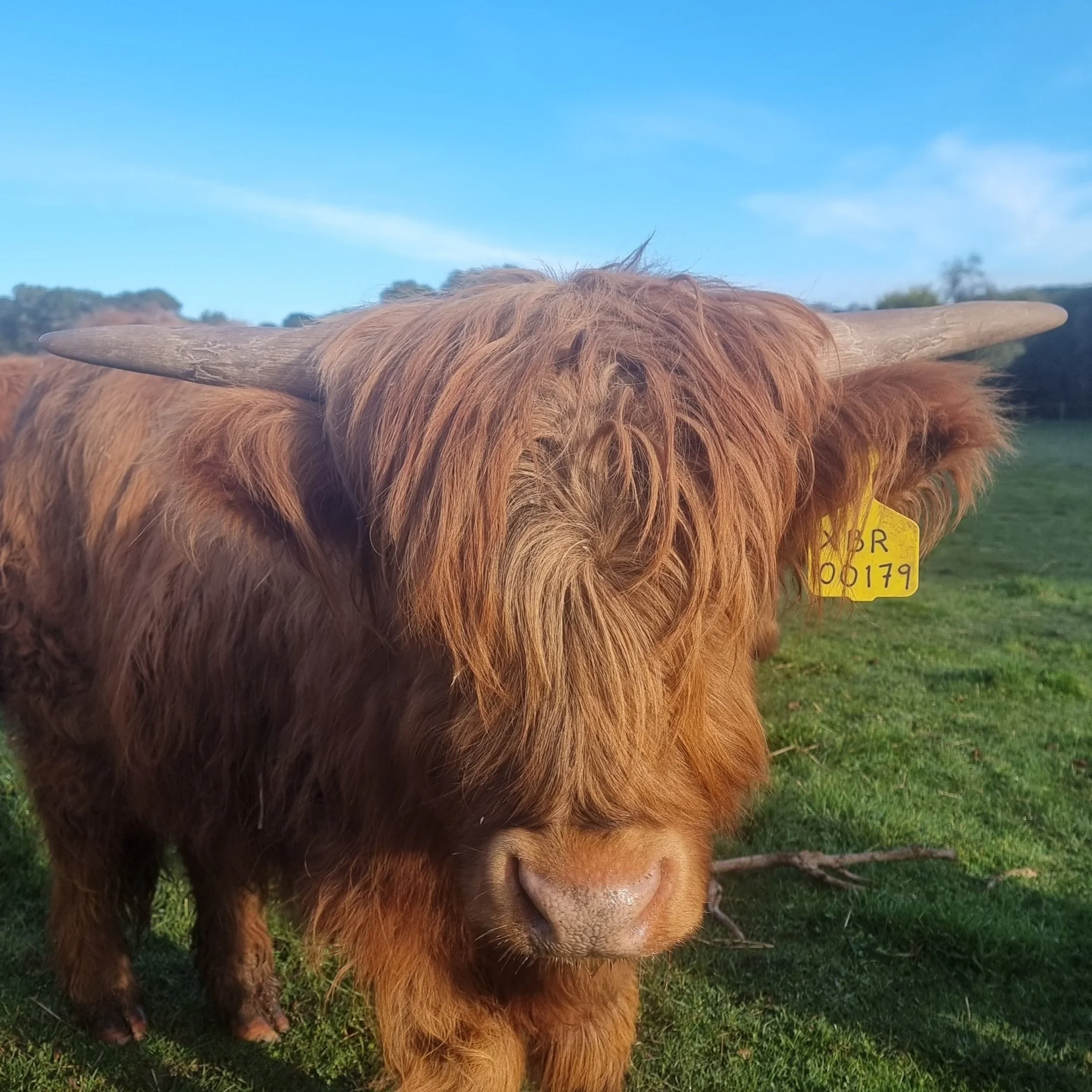 Close-up of a Highland cow with long, reddish hair and curved horns, standing on green grass in a field under a blue sky.