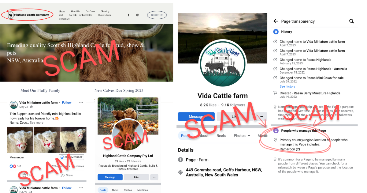 Highland Cattle Scams (likeASG, ACG Highlands and Vida Cattle Farm ...
