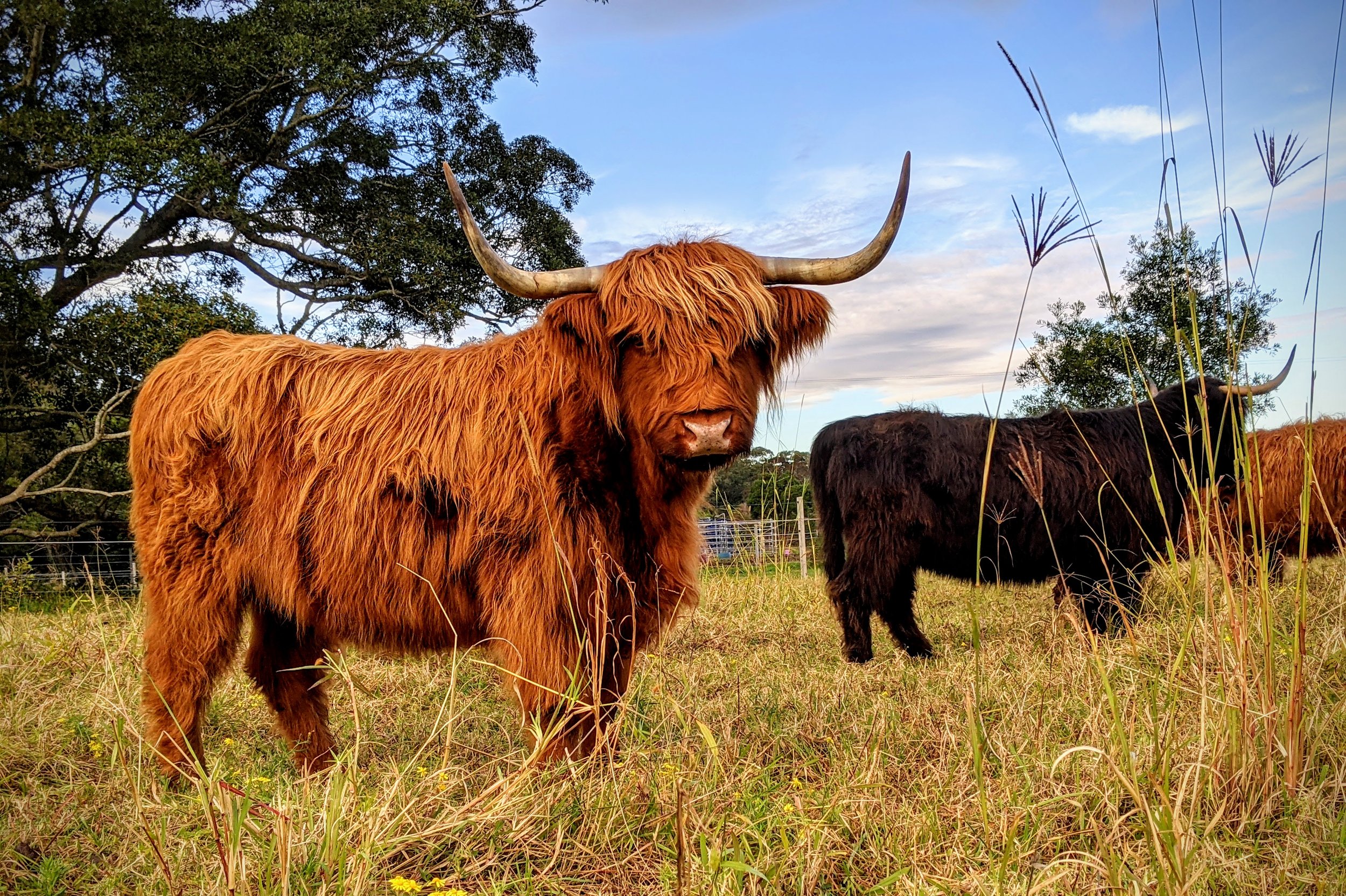 Miniature Highlands - Why and Why Not! — Koolah Creek Highland Cattle
