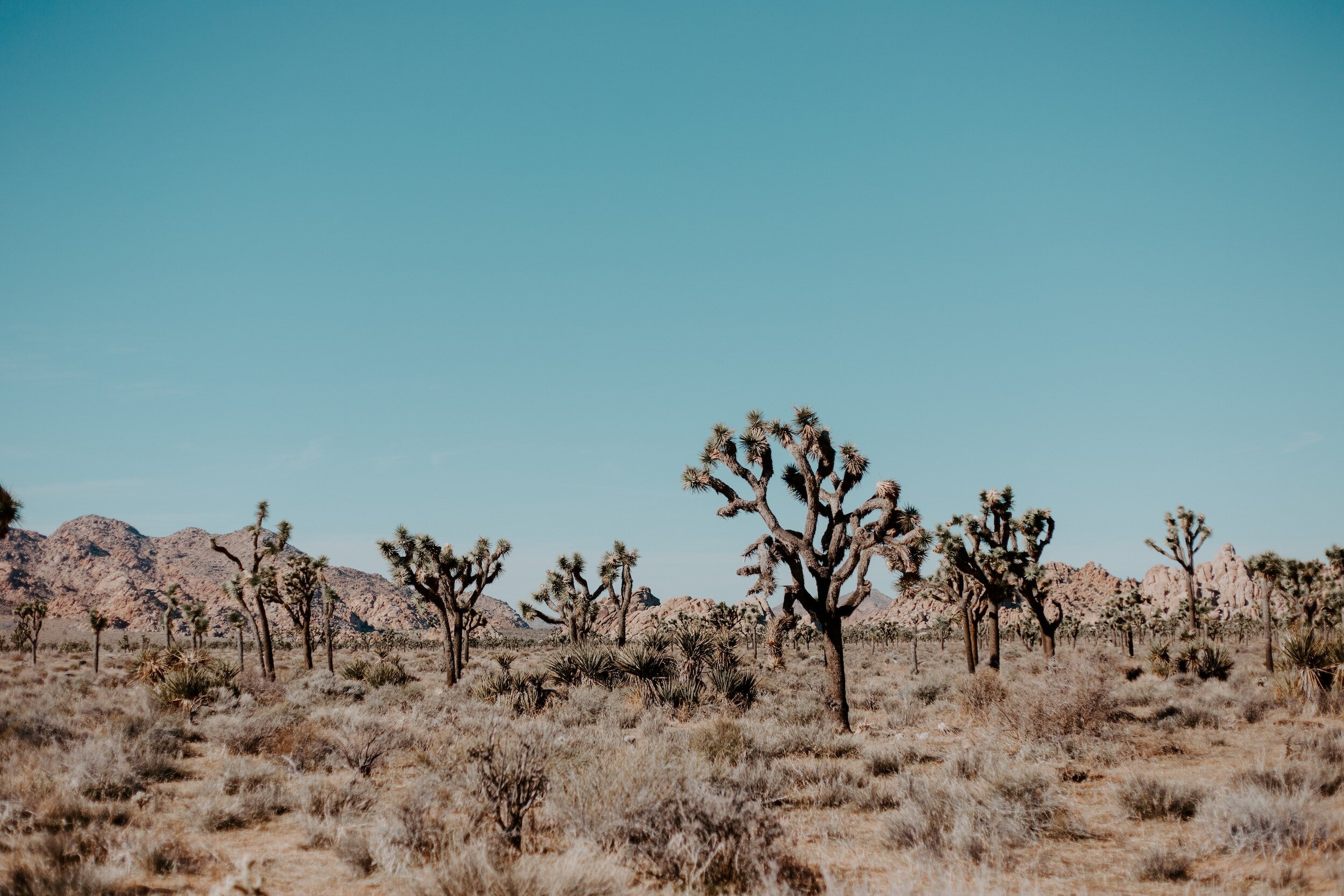 Manifest + Launch in Joshua Tree