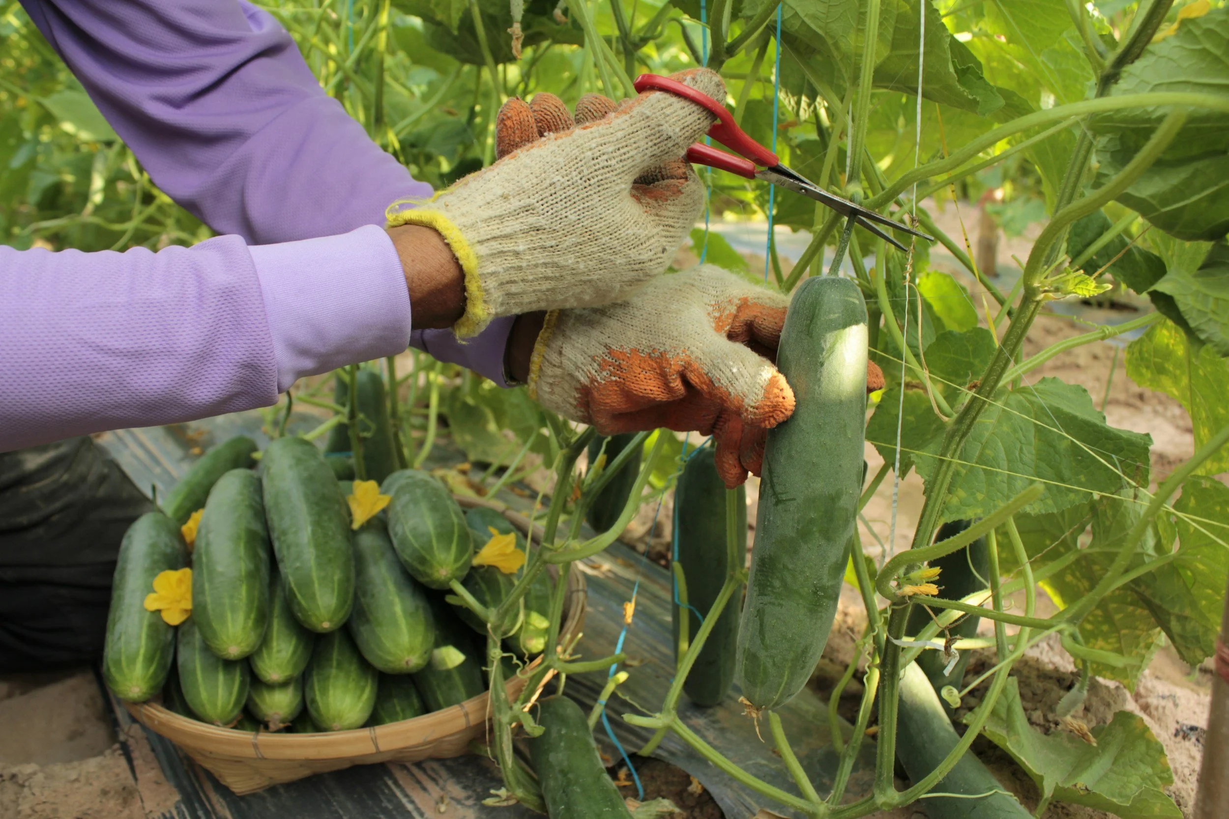 Person wearing white gloves and purple long sleeve shirt harvesting cucumbers from a garden with cucumber plants and yellow flowers.